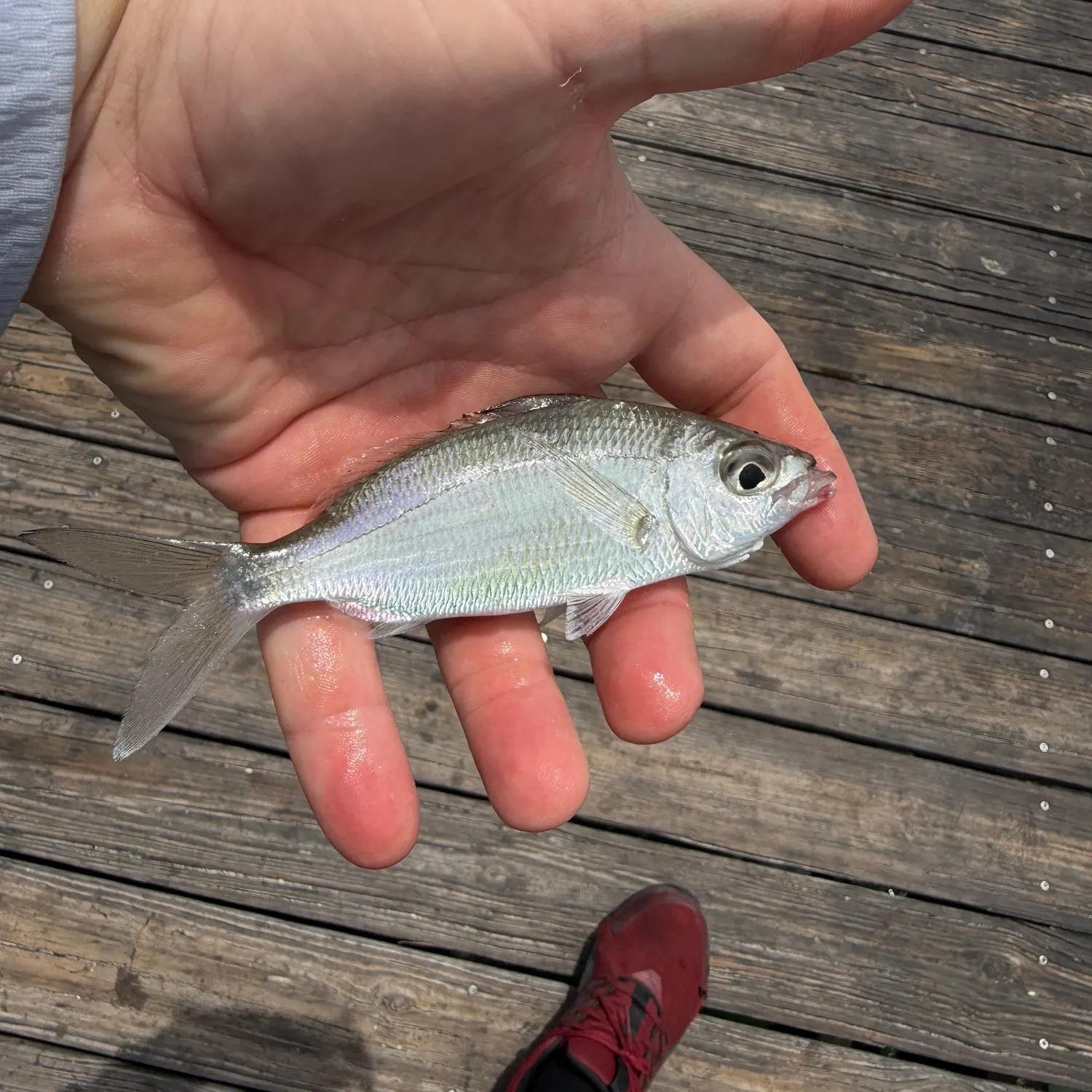The most recent Atlantic spotfin mojarra catches on Fishbrain