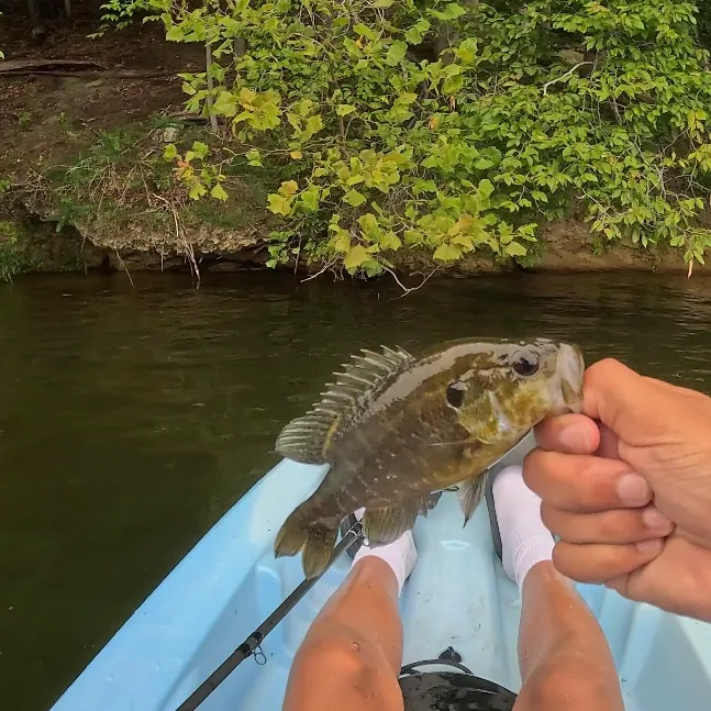 Rock bass caught on Fishbrain