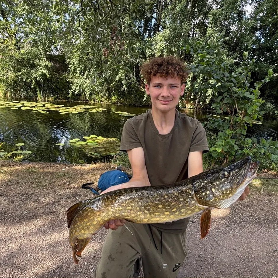 Northern pike caught on Fishbrain