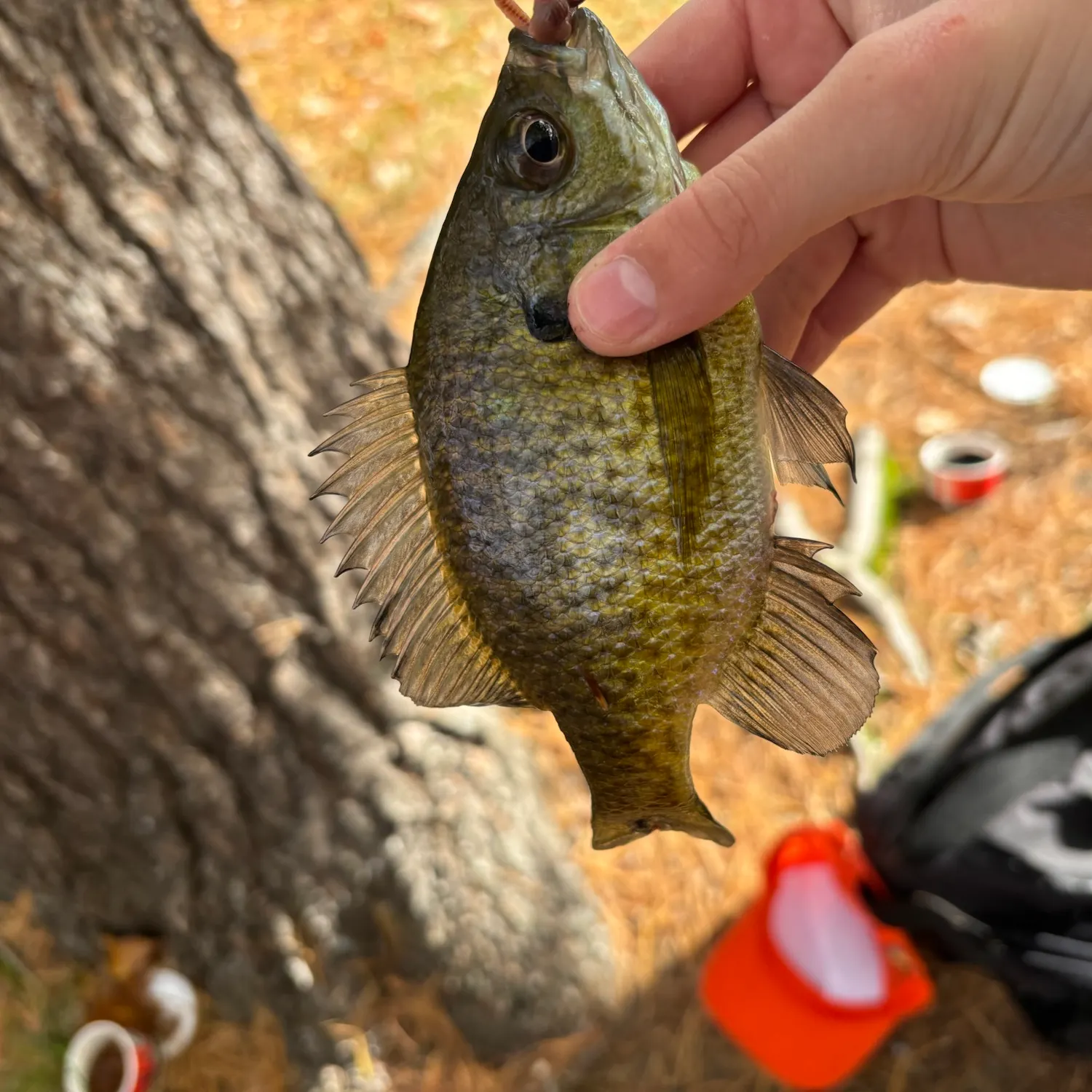 Bluegill caught on Fishbrain