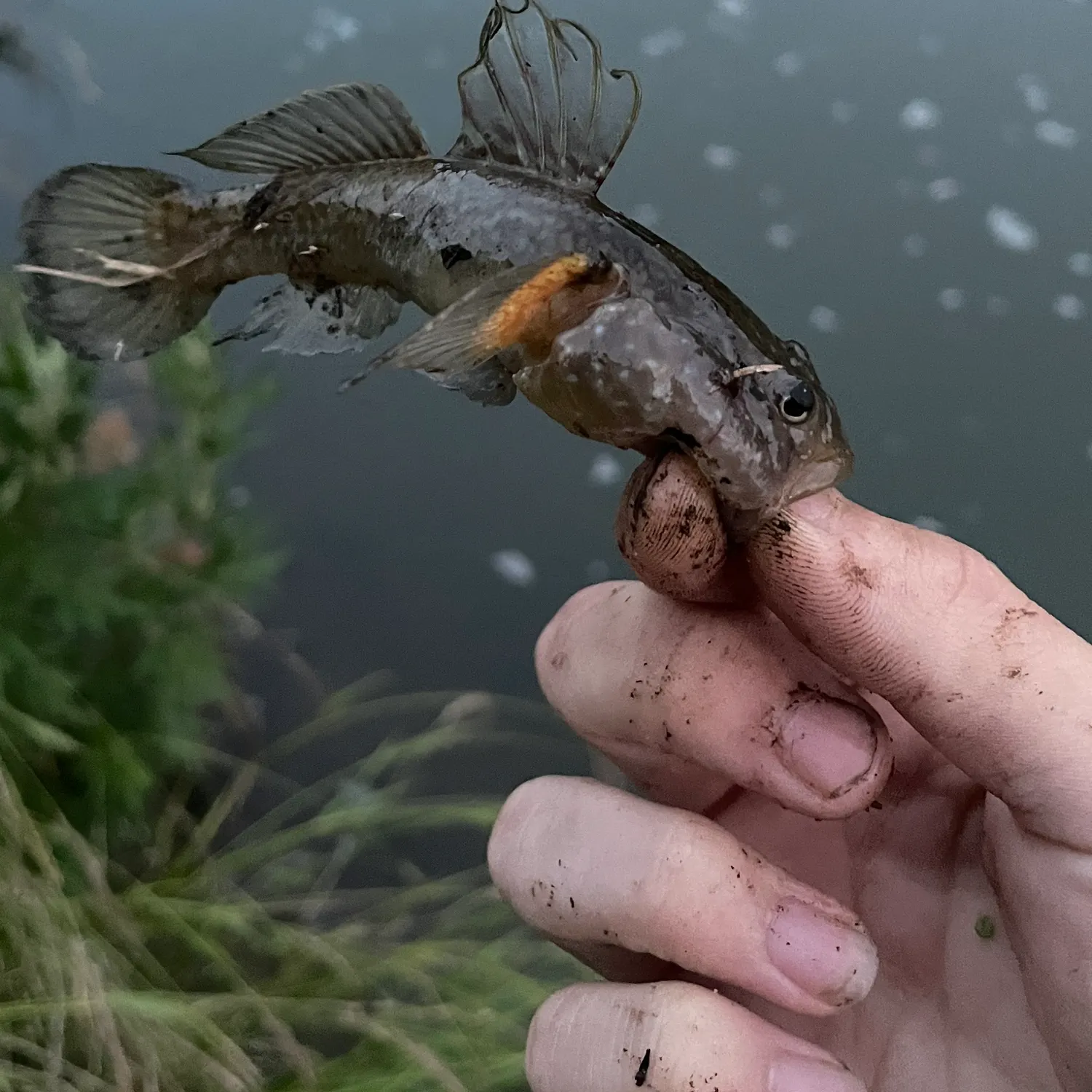 The most recent Gymnogobius urotaenia catches on Fishbrain