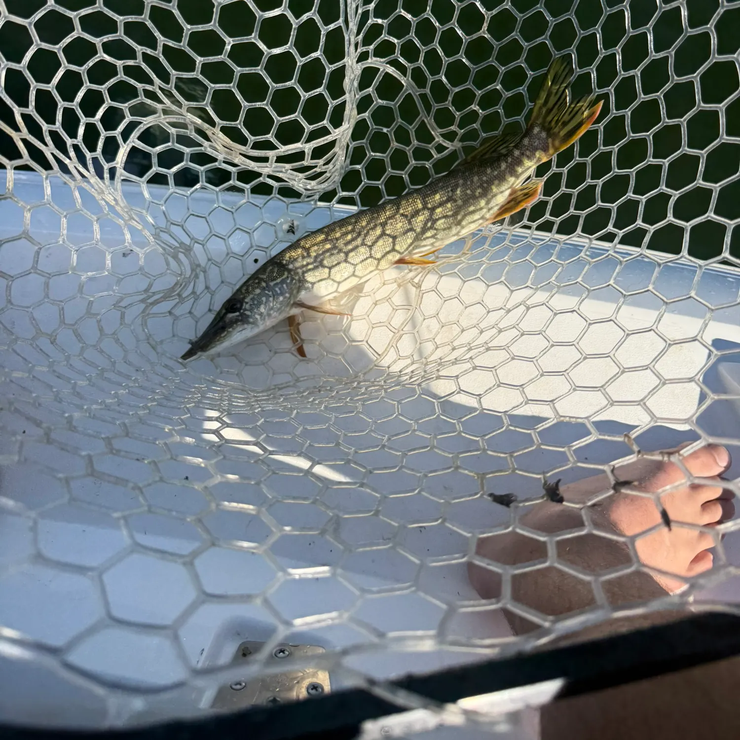 Northern pike caught on Fishbrain