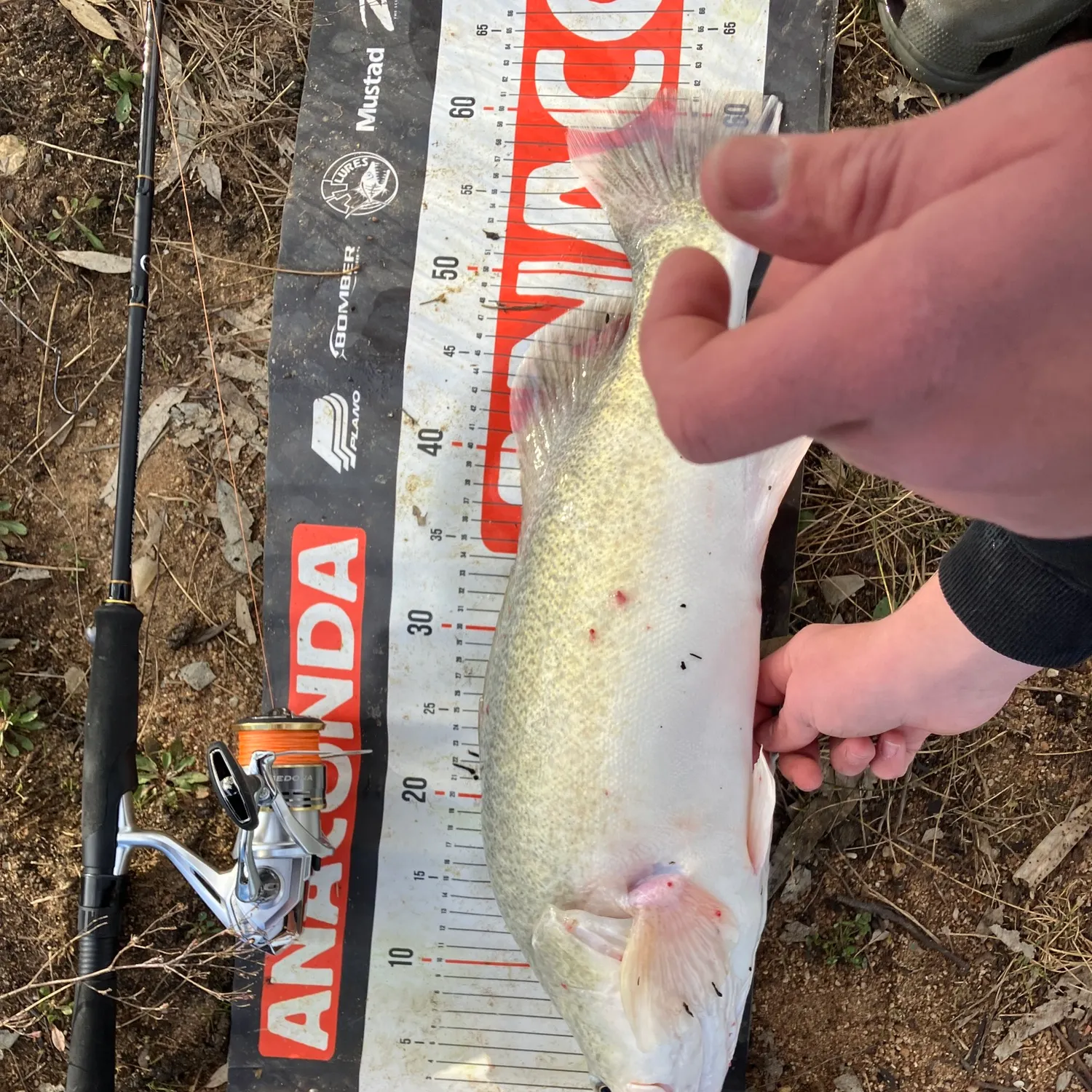 The most recent Murray cod catches on Fishbrain