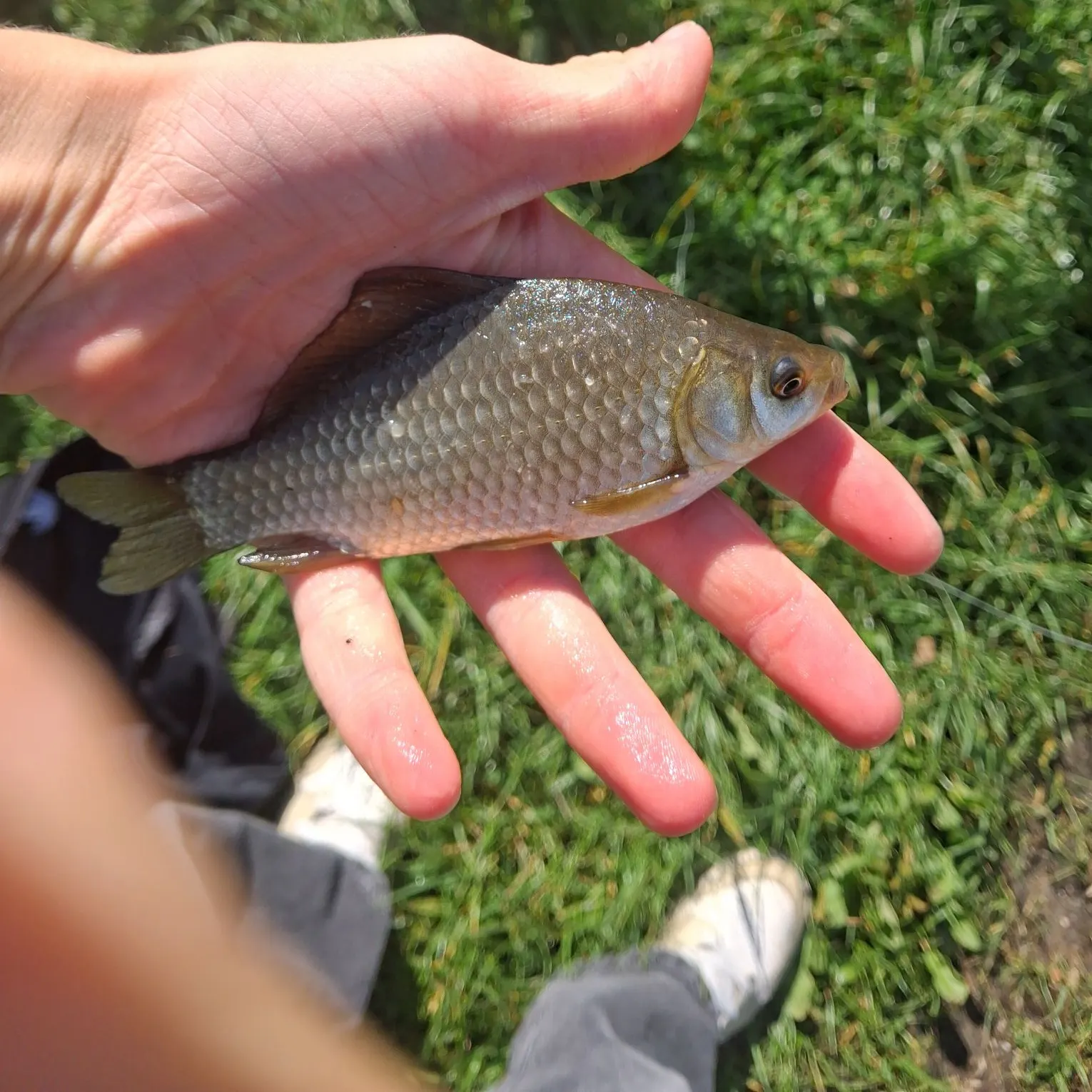 Crucian carp caught on Fishbrain