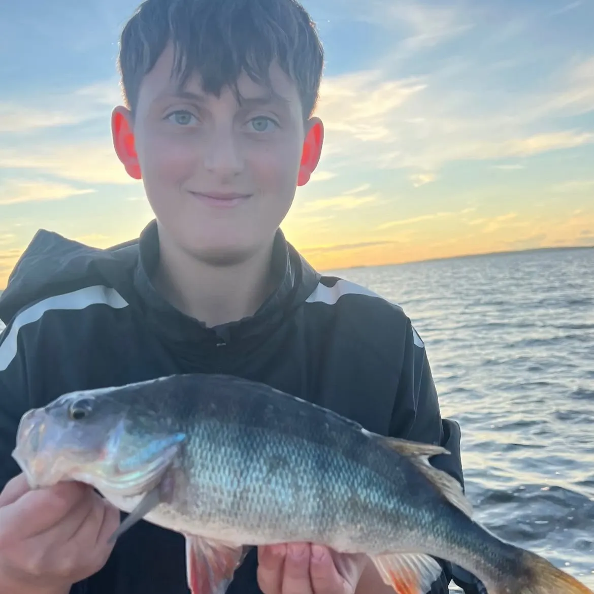 European perch caught on Fishbrain
