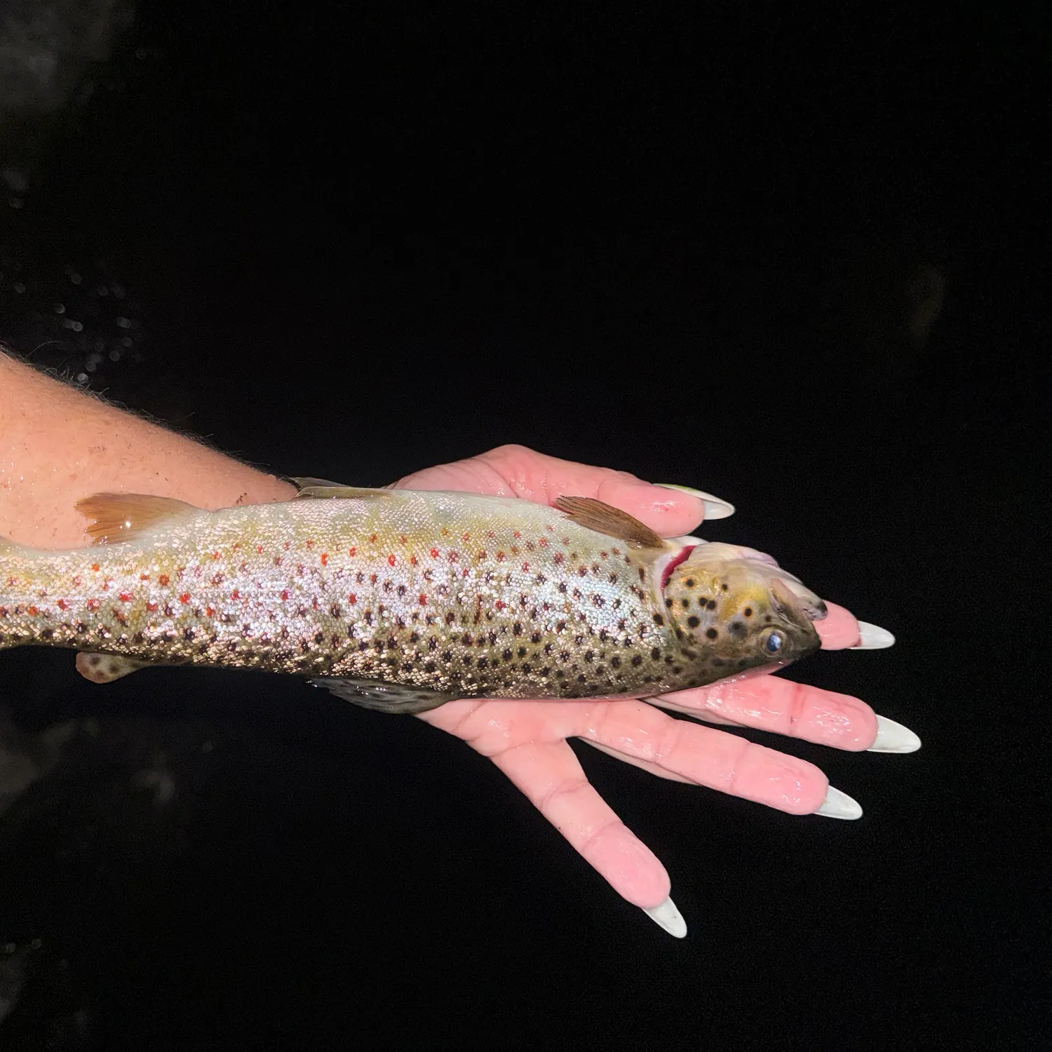 Brown trout caught on Fishbrain
