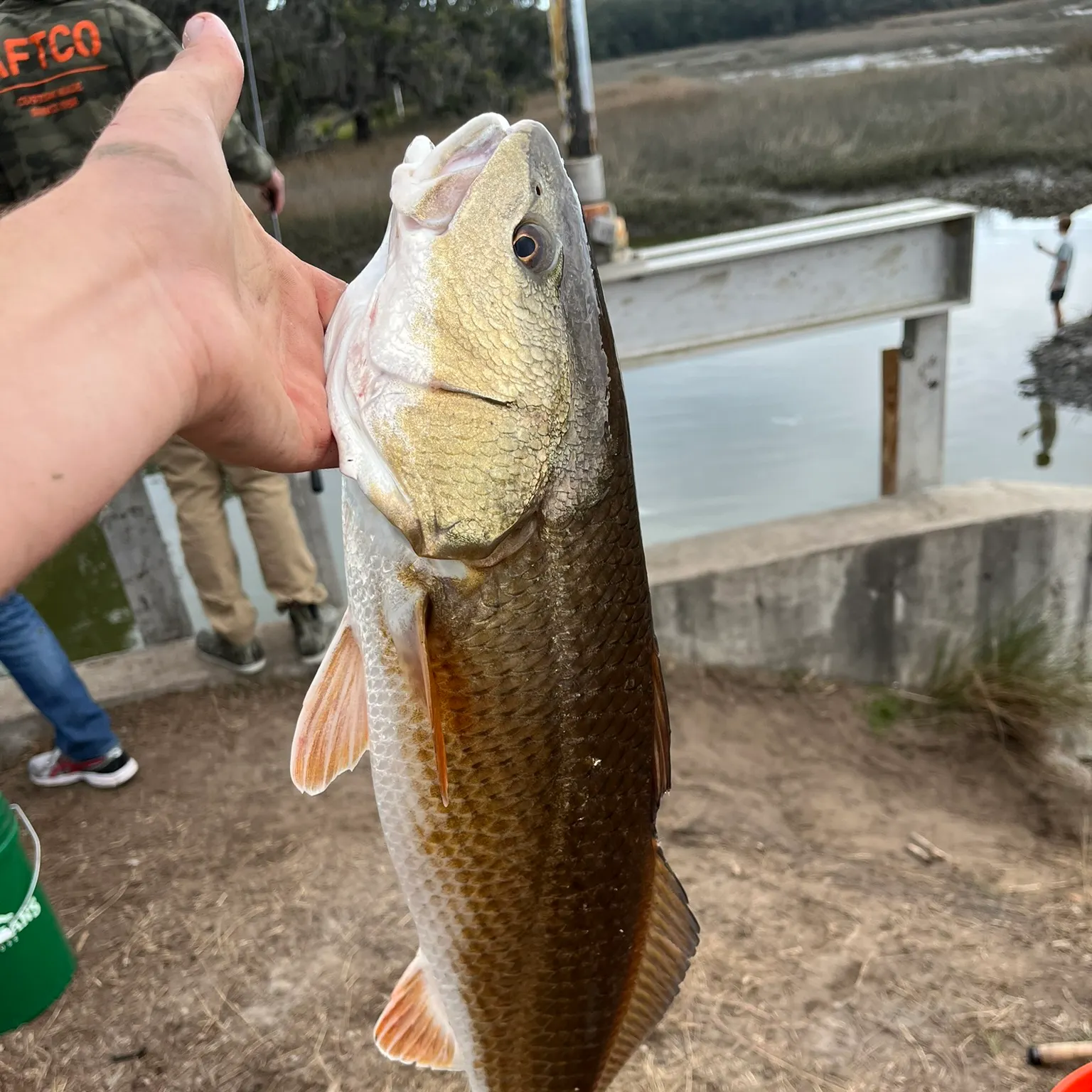 The most recent Red drum catches on Fishbrain