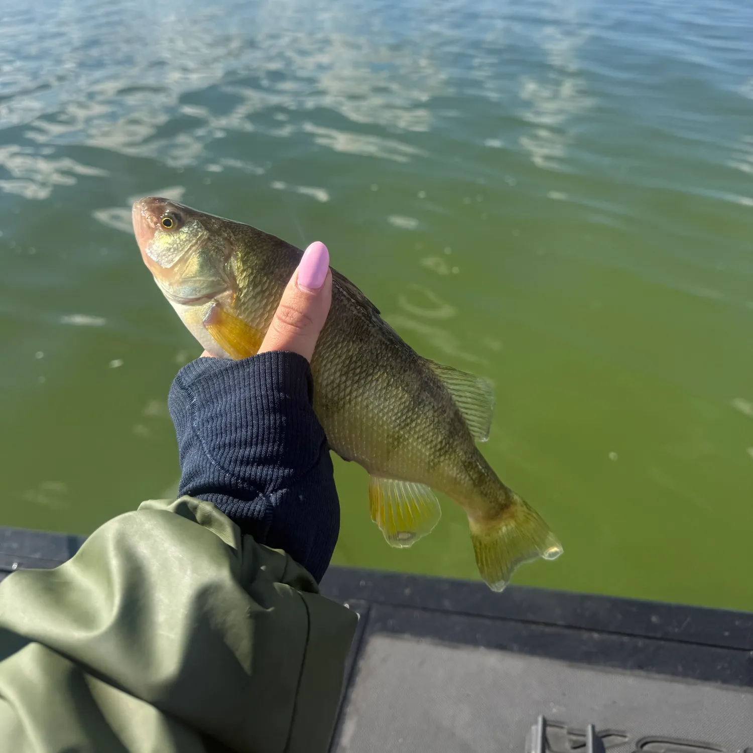 Yellow perch caught on Fishbrain