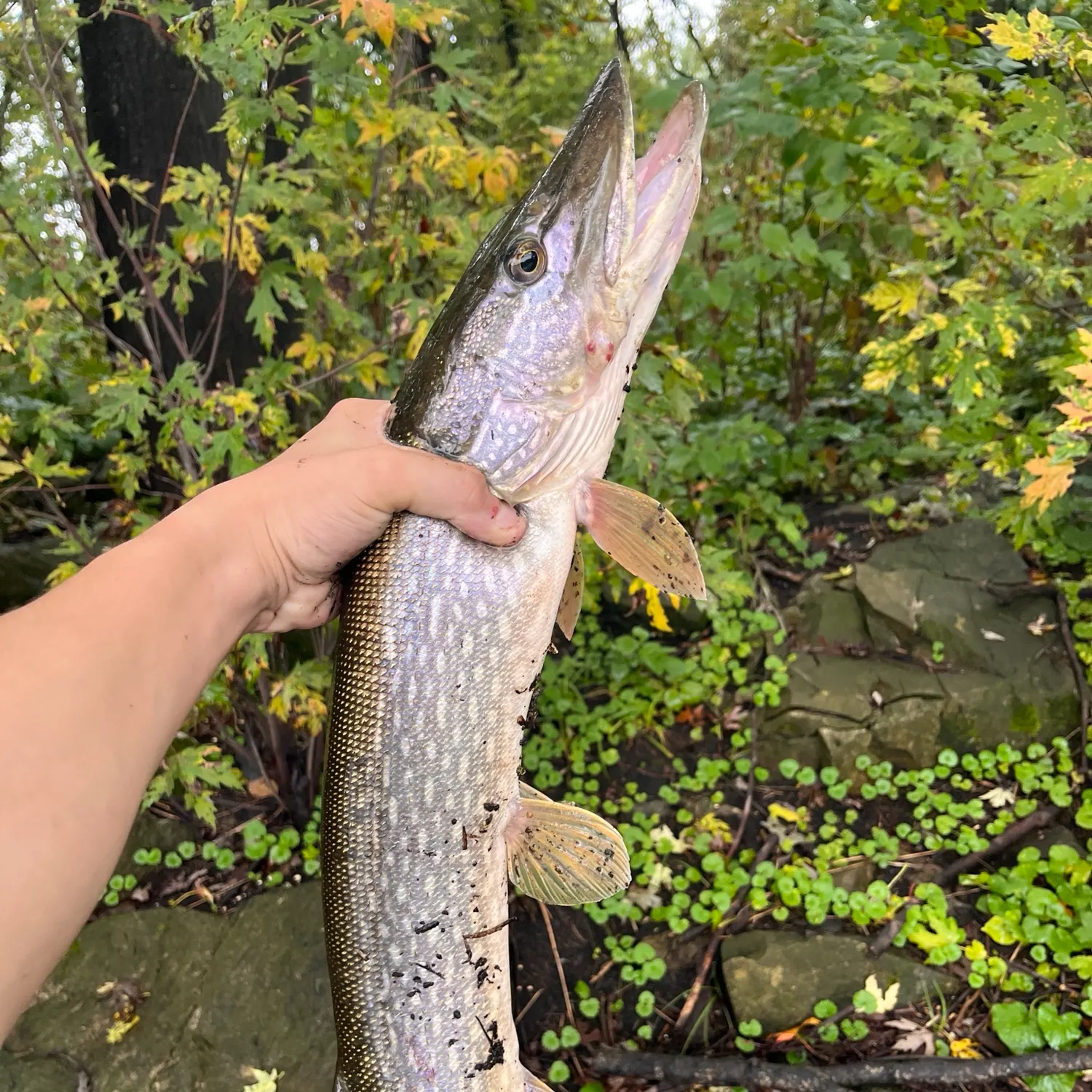 Northern pike caught on Fishbrain