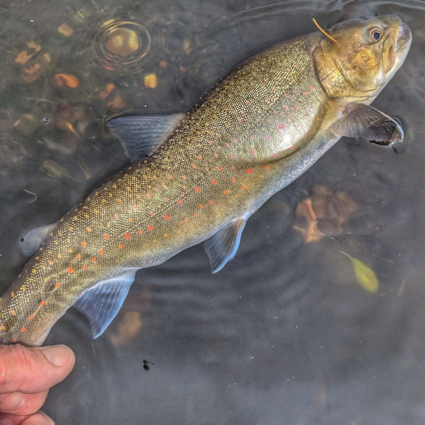 Bull trout caught on Fishbrain