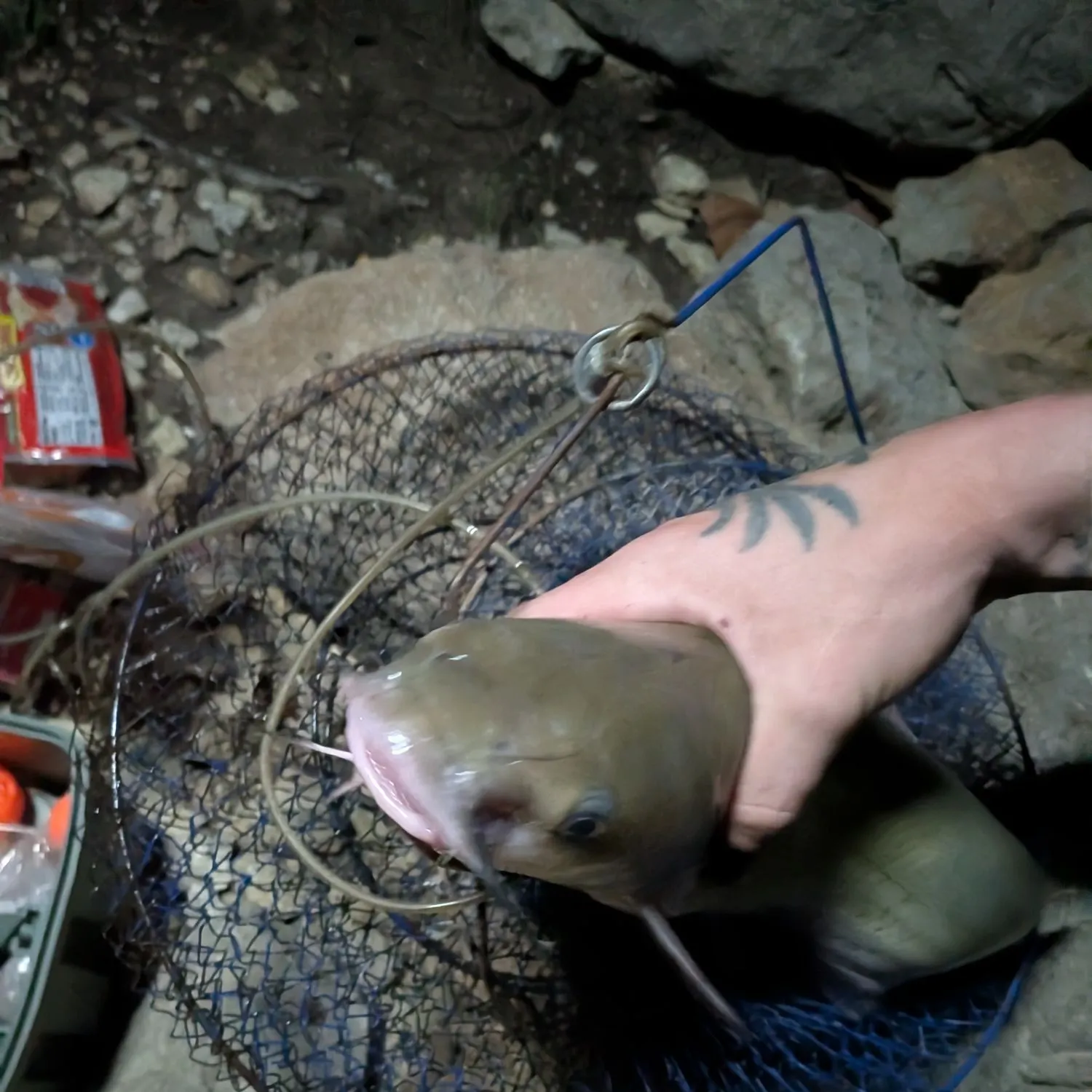 Channel catfish caught on Fishbrain