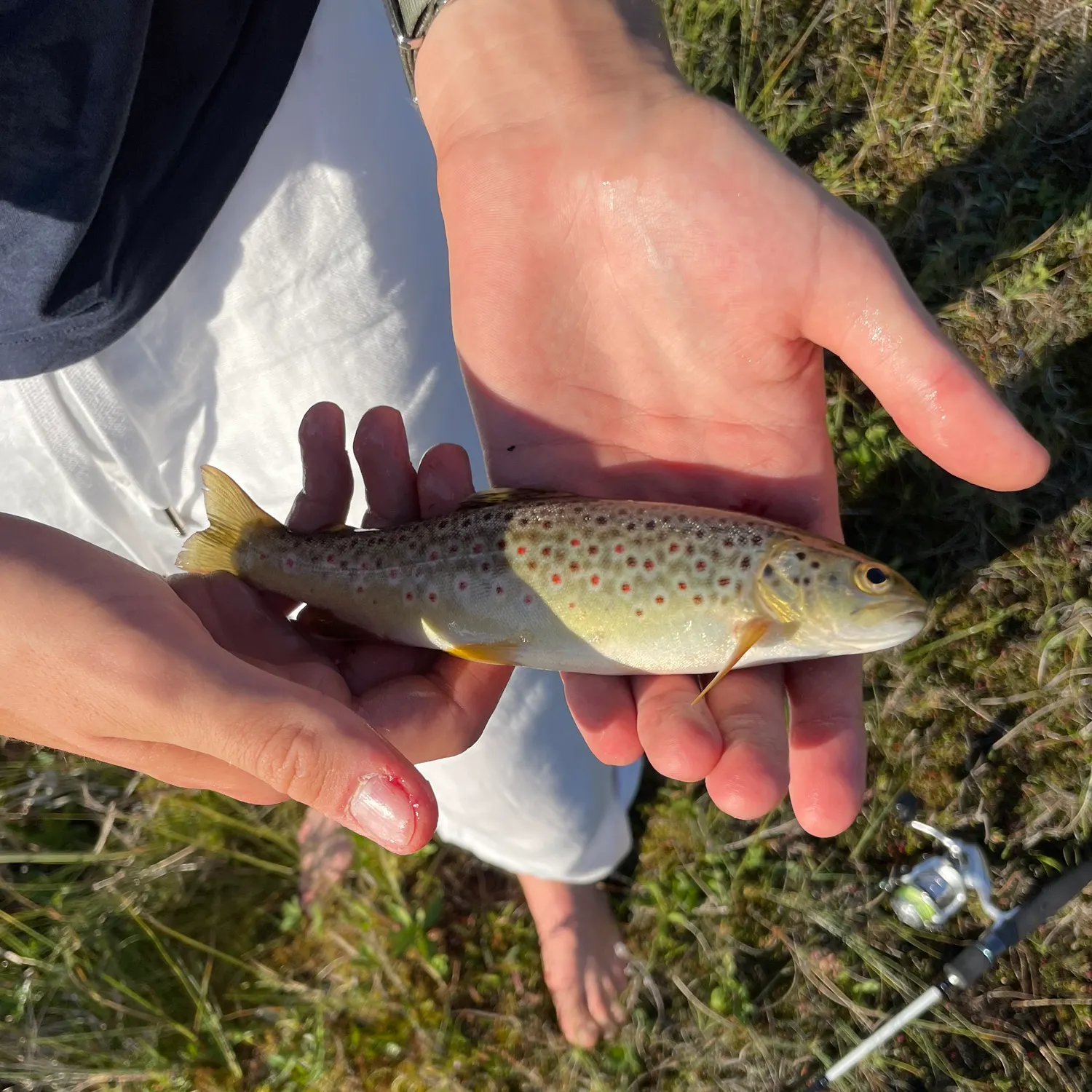 The most recent Lake trout catches on Fishbrain