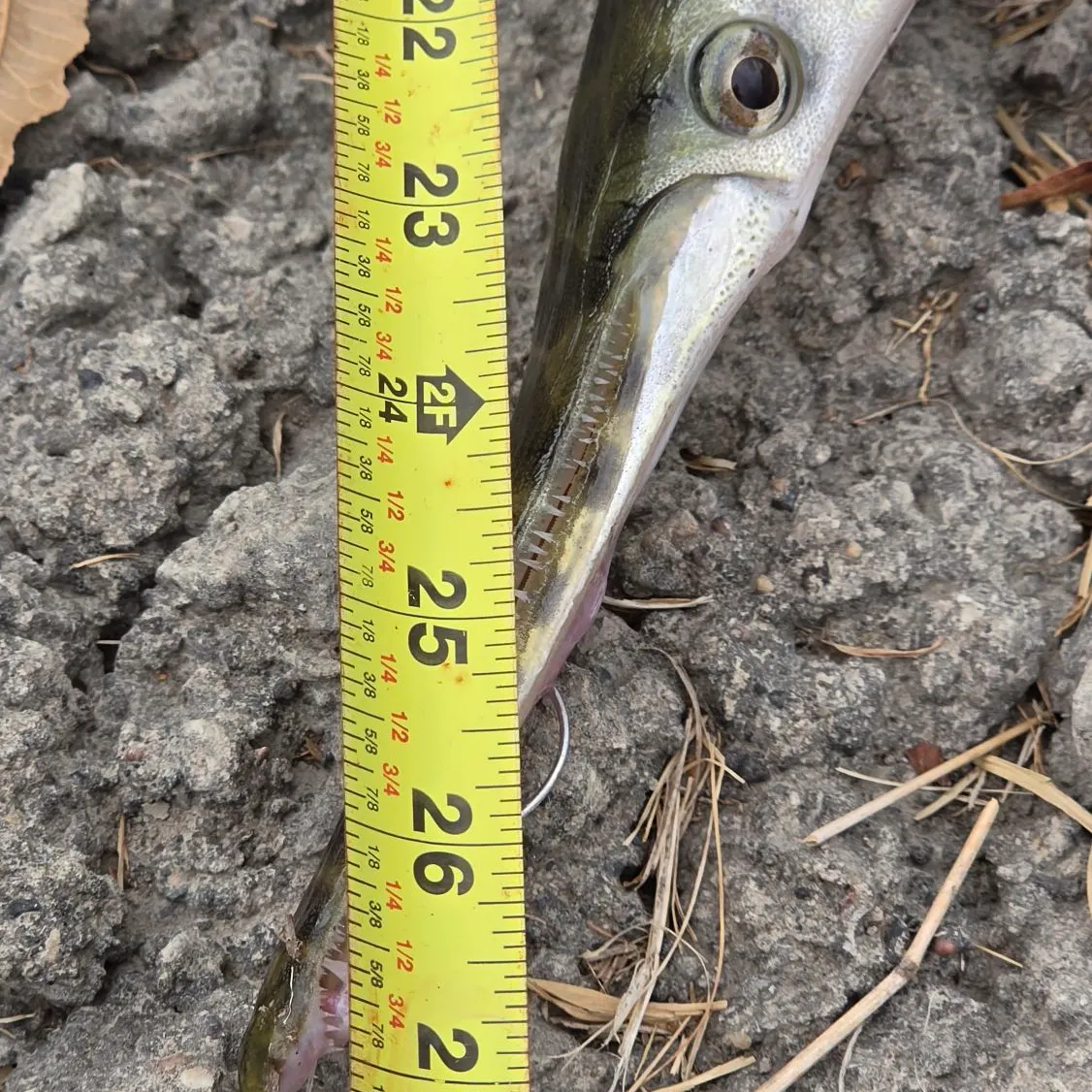 Spotted gar caught on Fishbrain