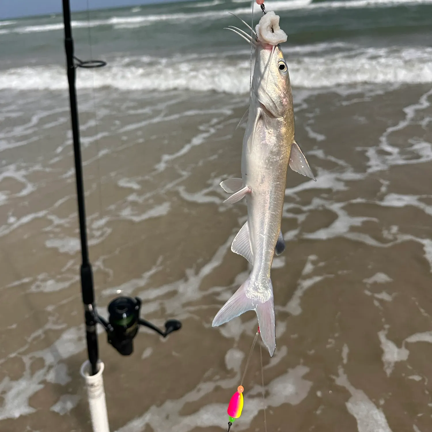 Hardhead sea catfish caught on Fishbrain