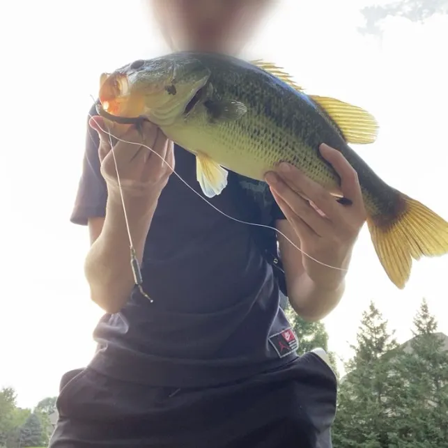 Largemouth bass caught on Fishbrain