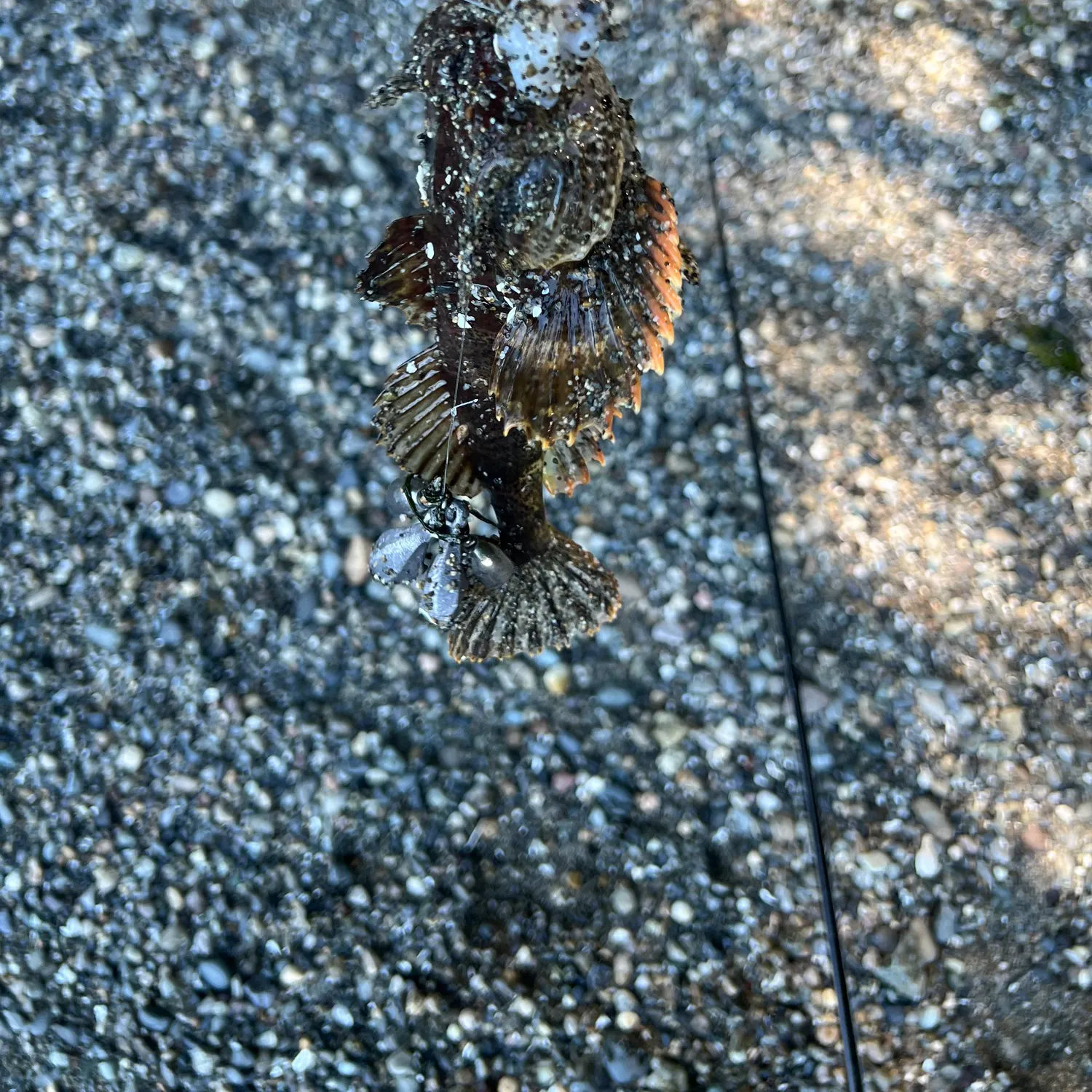 The most recent Great sculpin catches on Fishbrain
