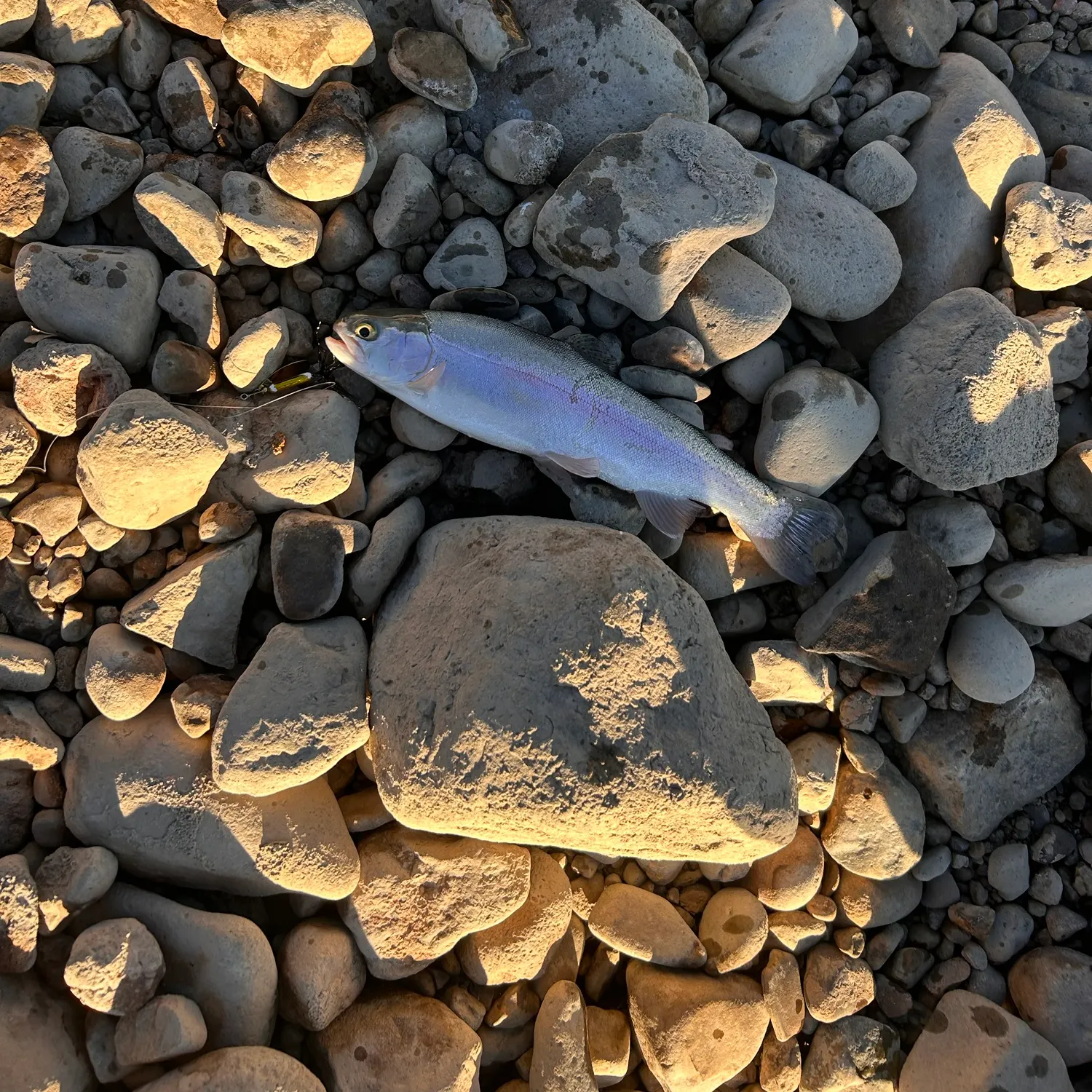 Rainbow trout caught on Fishbrain