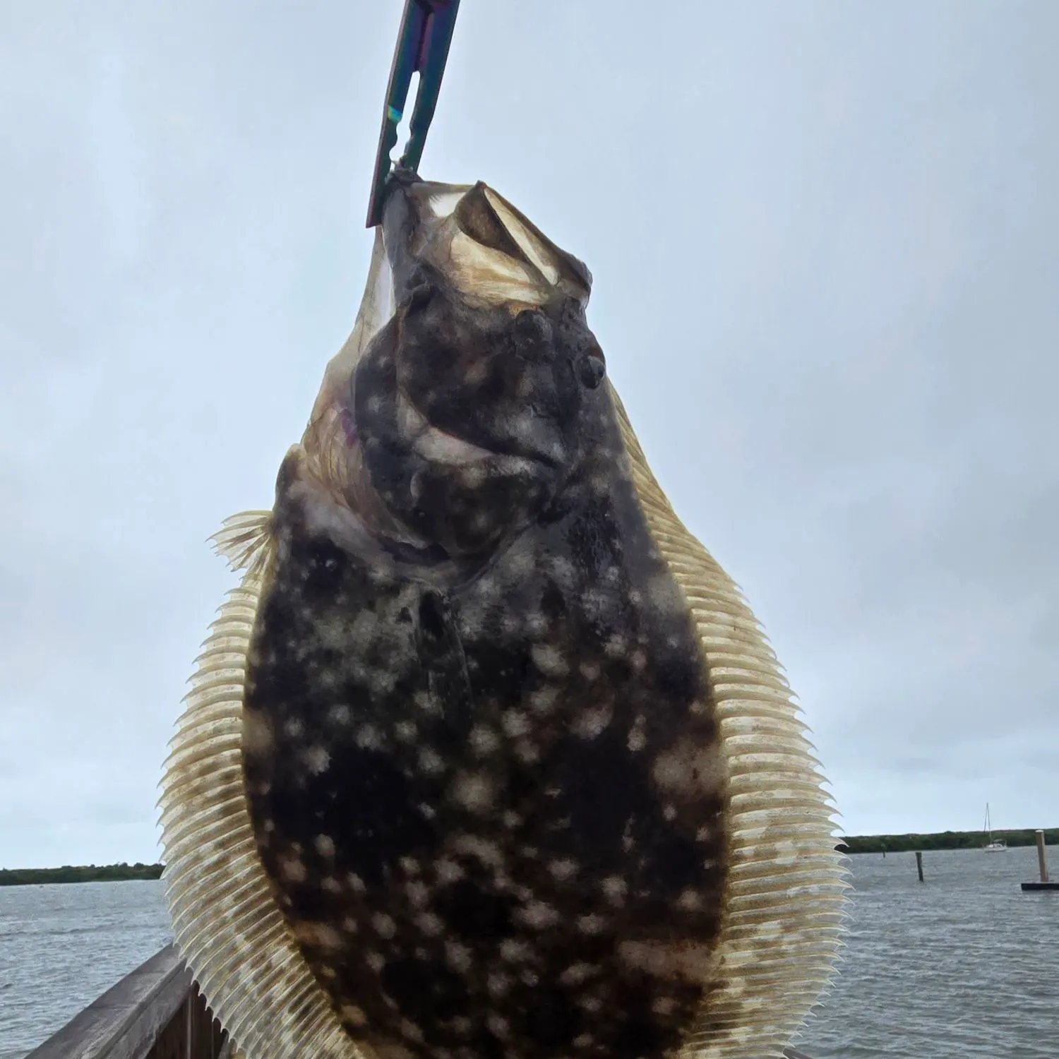 Summer flounder caught on Fishbrain