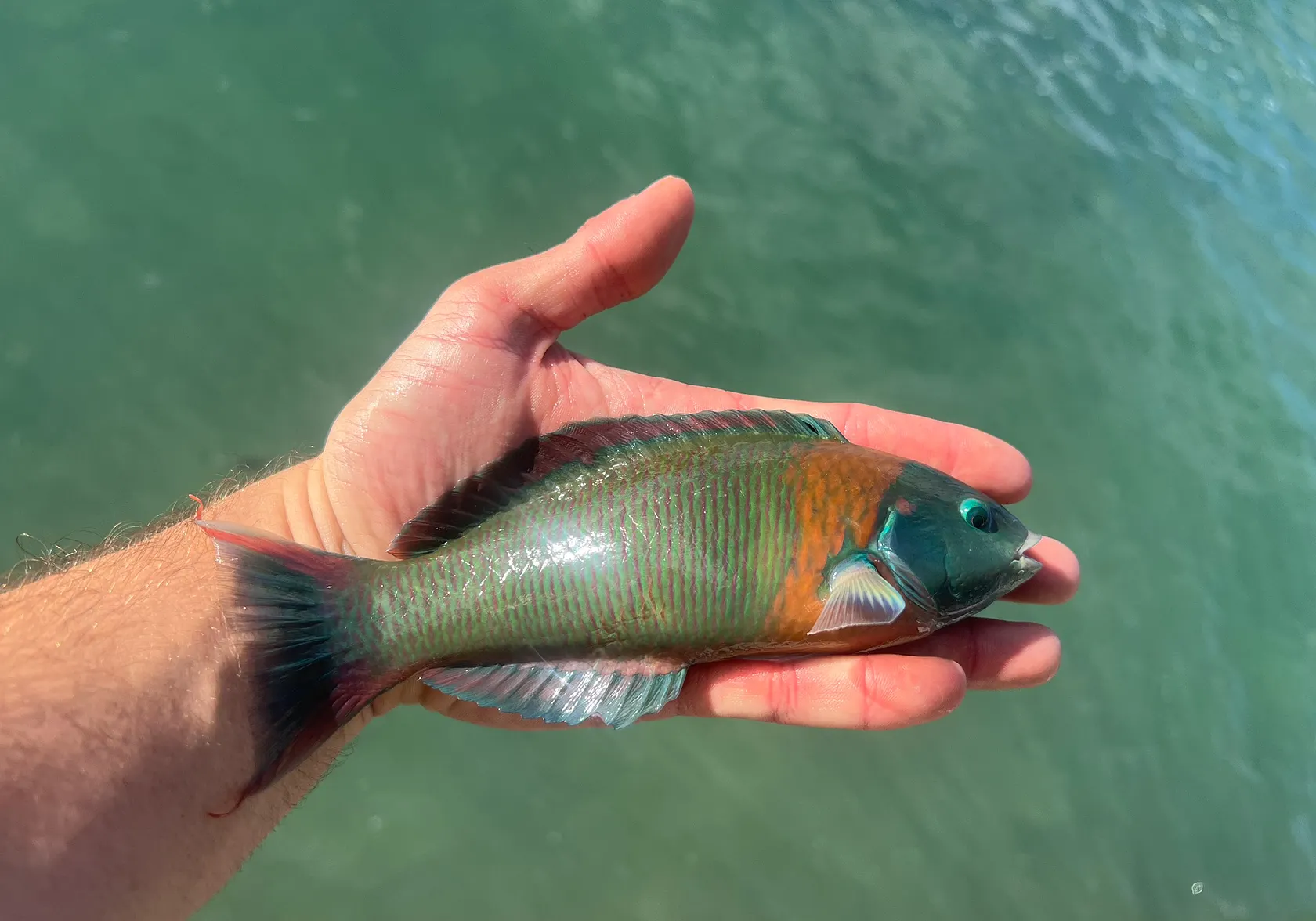 Saddle wrasse