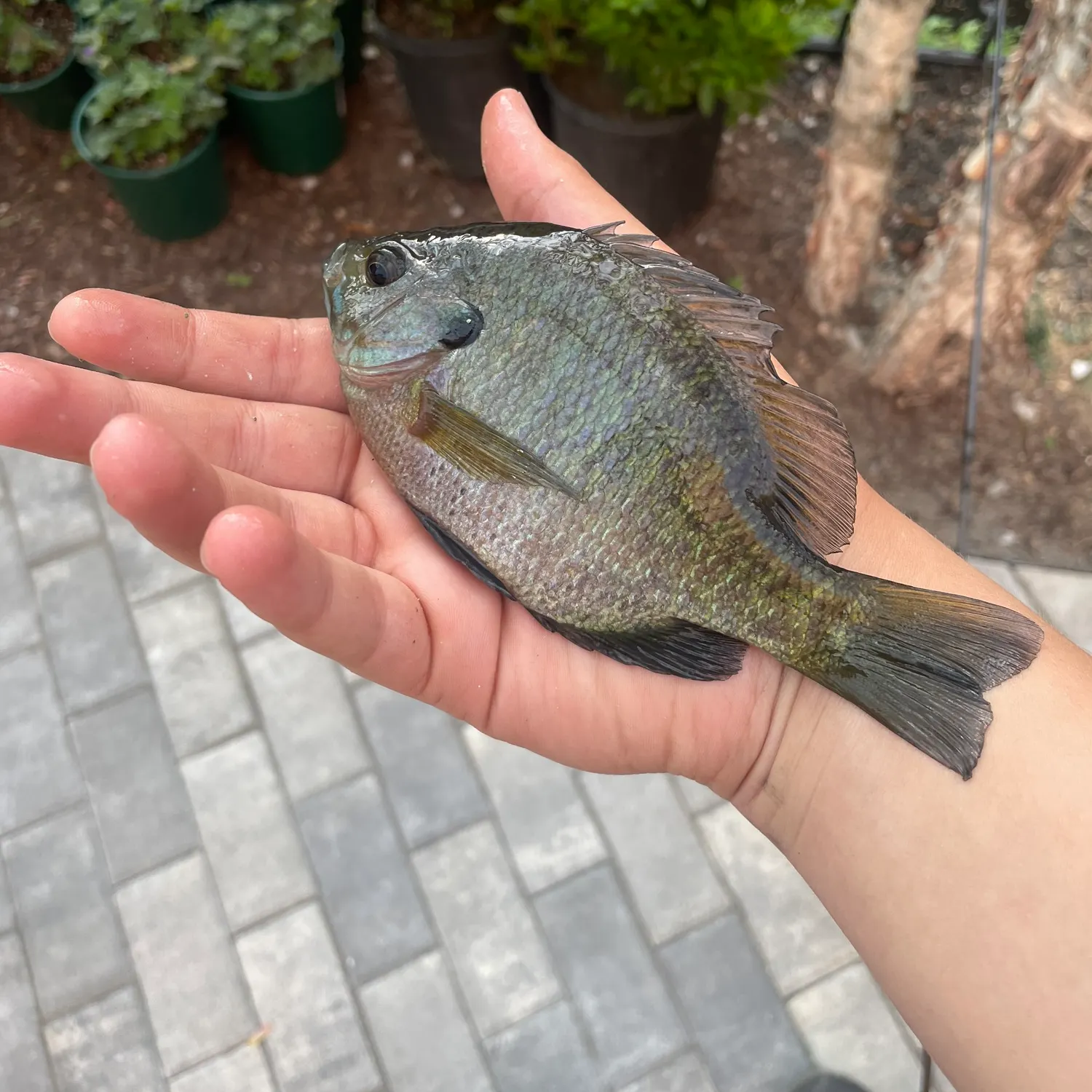 The most recent Coppernose bluegill catches on Fishbrain