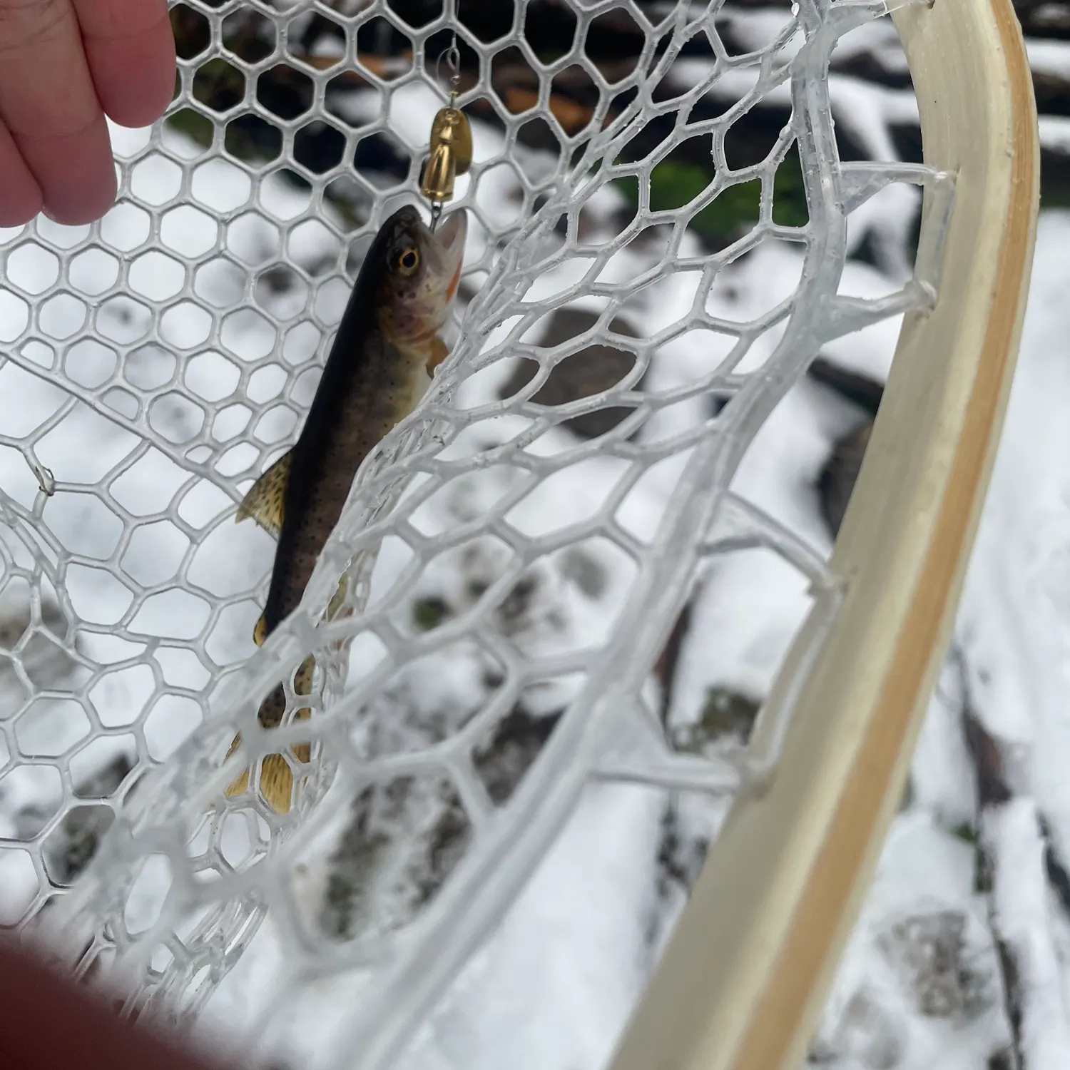 The most recent Cutthroat trout catches on Fishbrain