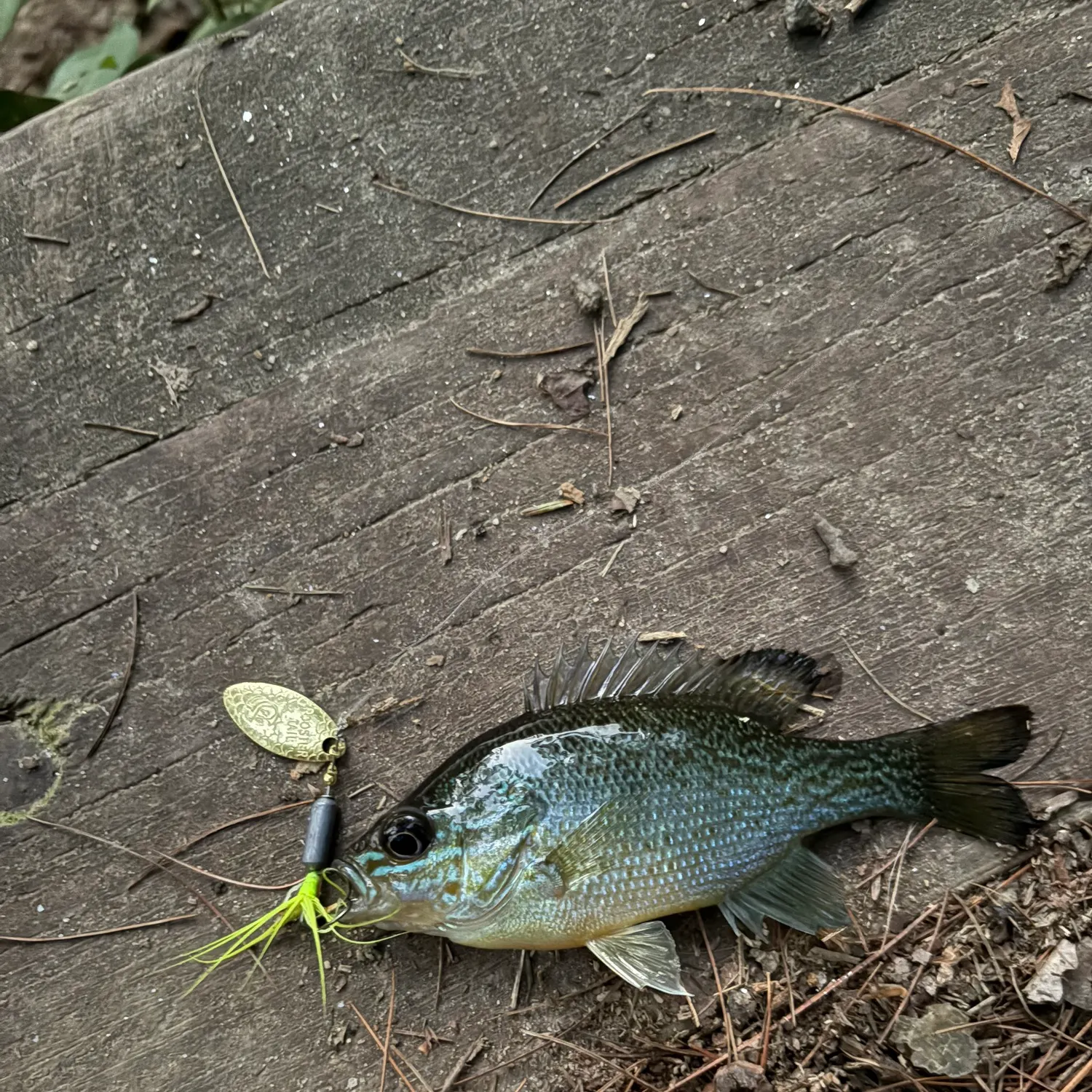 recently logged catches
