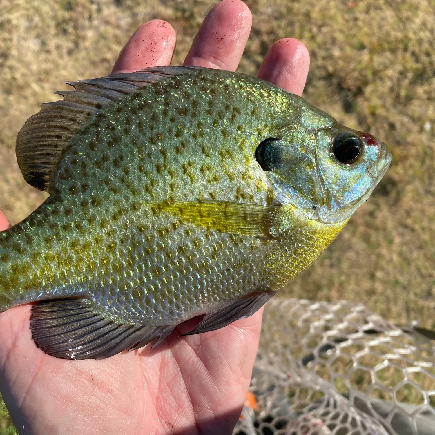 Bluegill caught on Fishbrain
