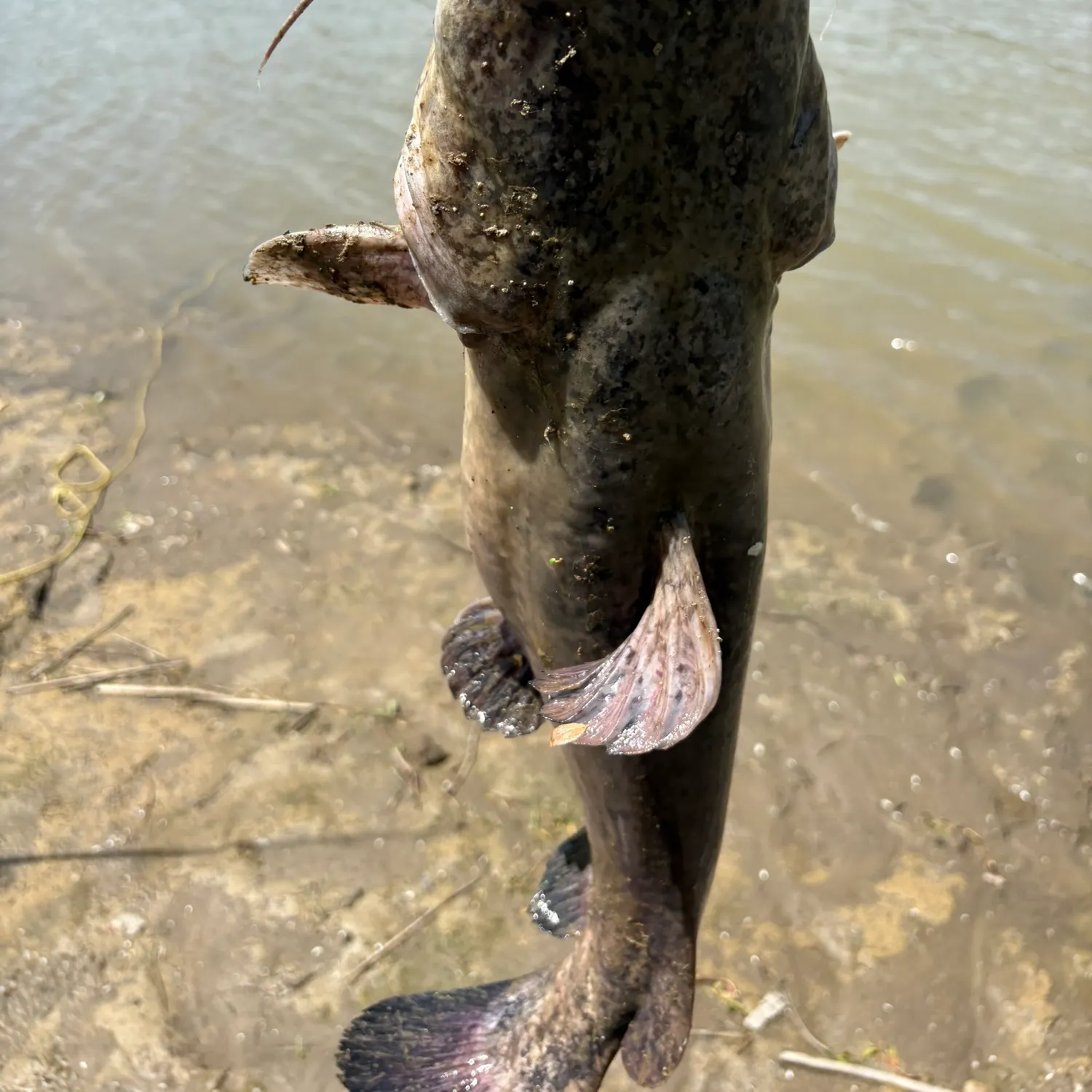 The most recent Flathead catfish catches on Fishbrain