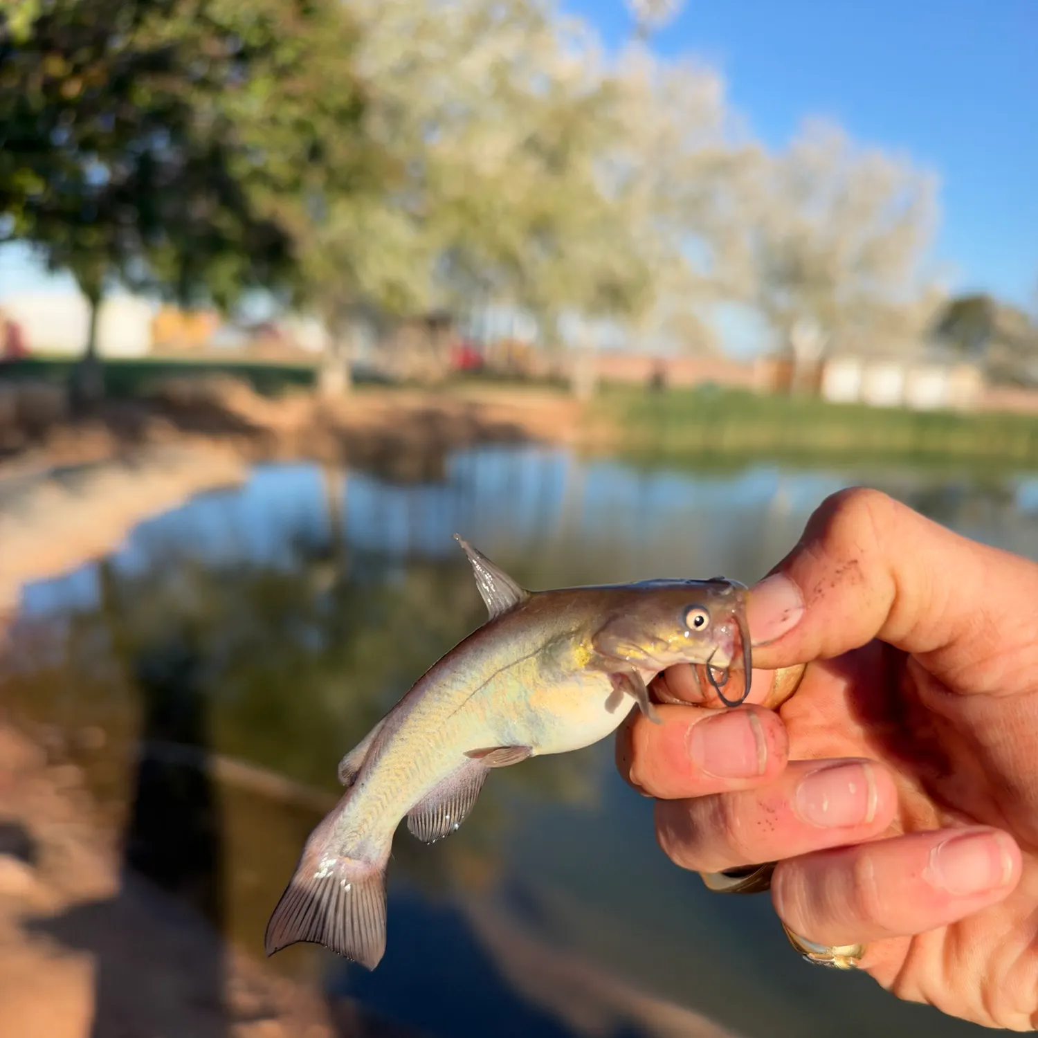 catch