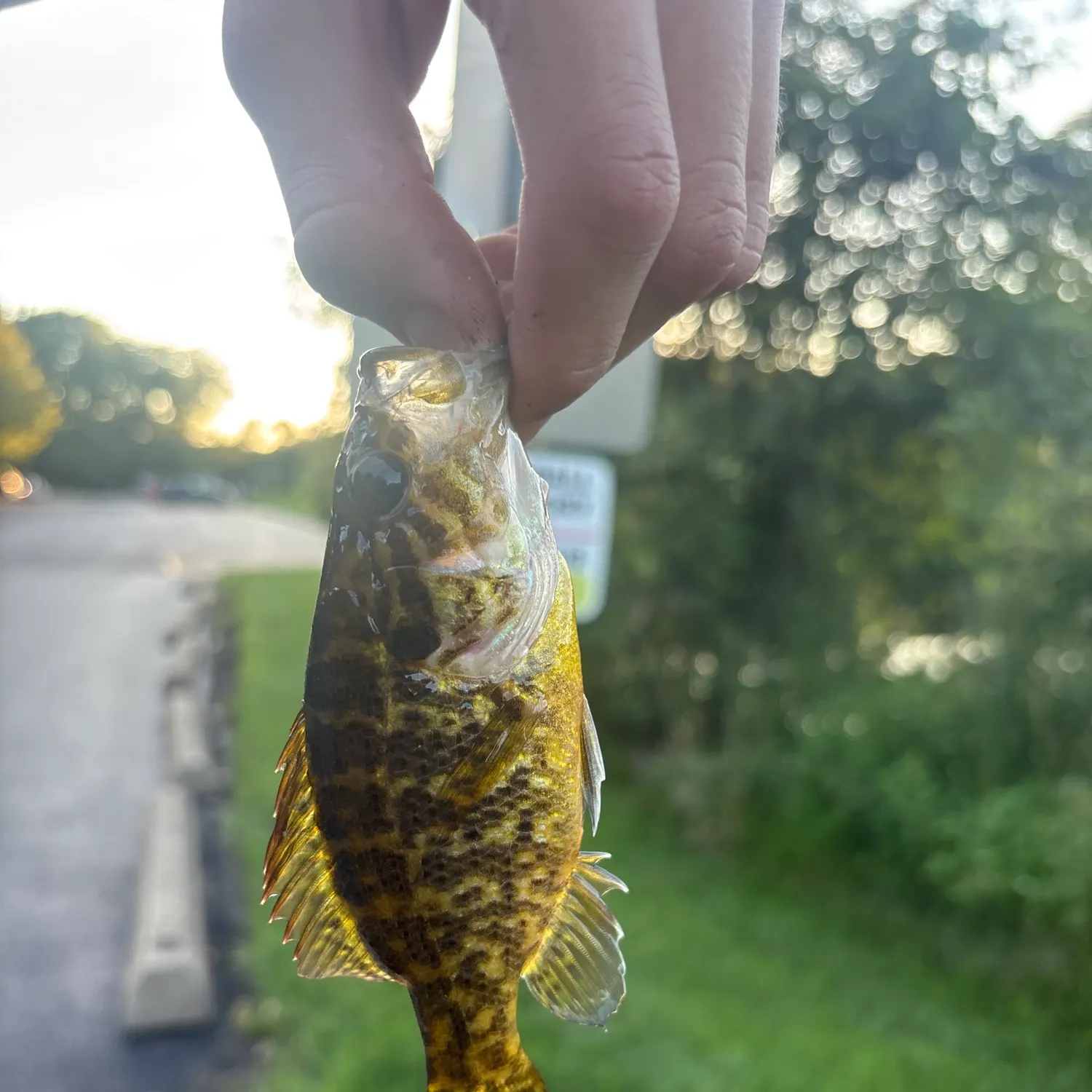 The most recent Warmouth catches on Fishbrain