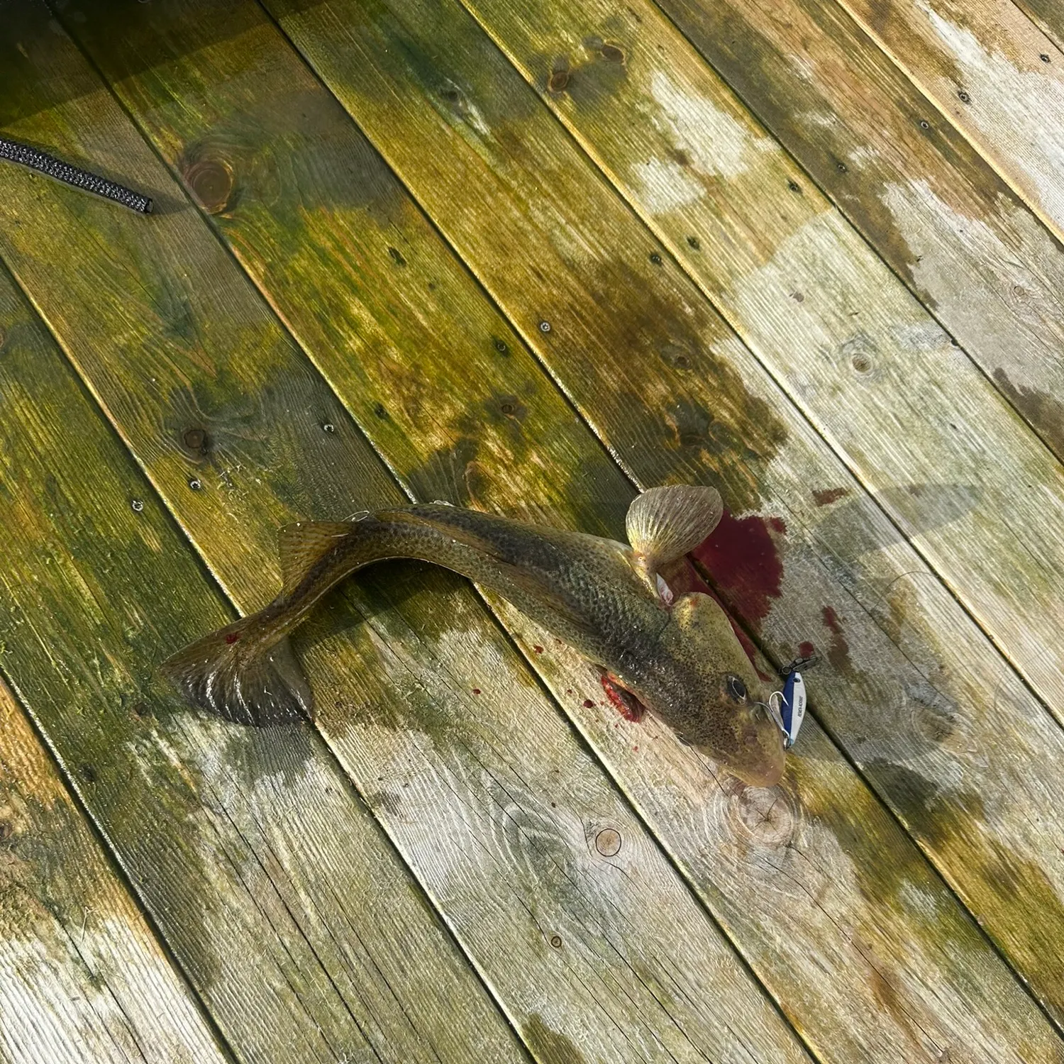 Atlantic cod caught on Fishbrain