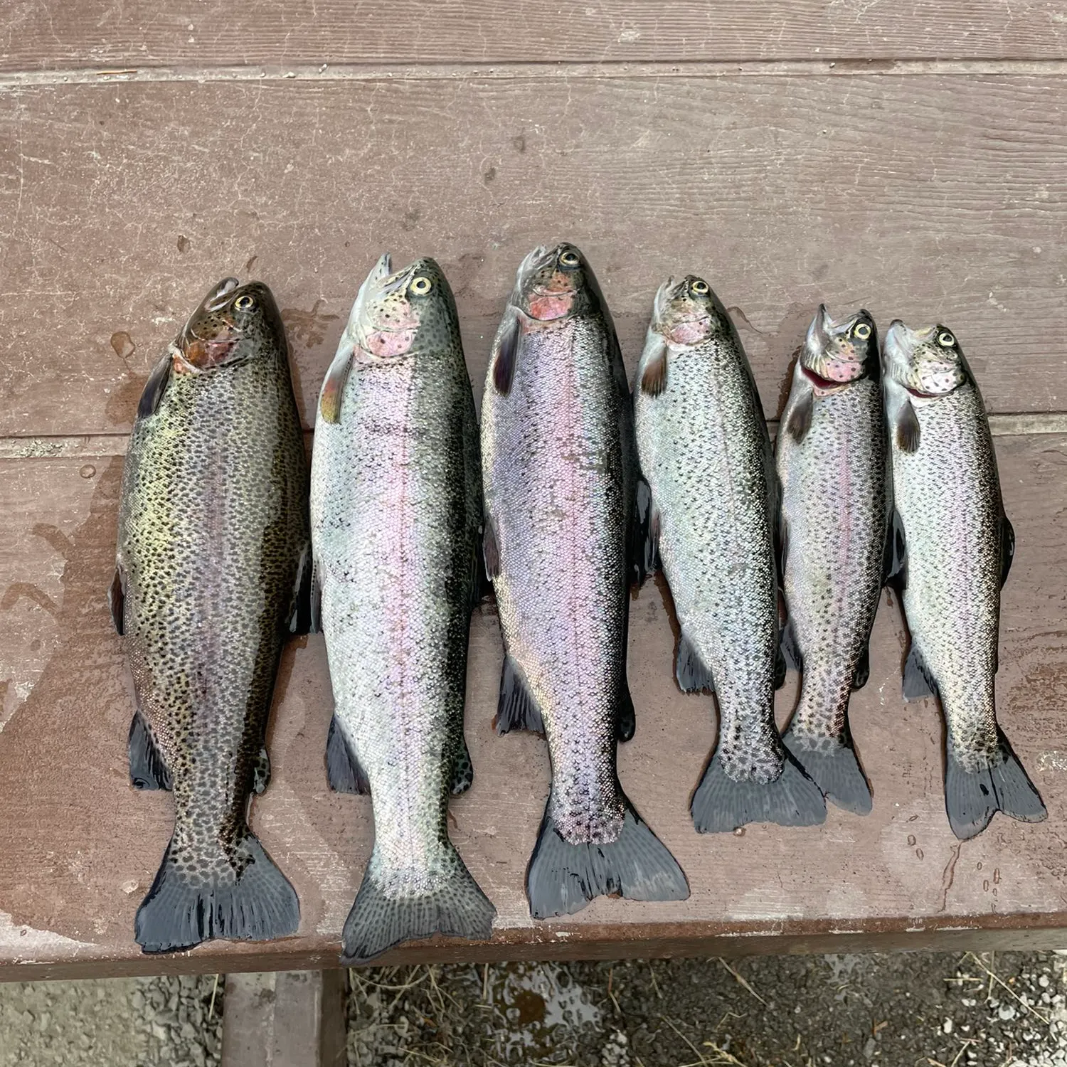 recently logged catches