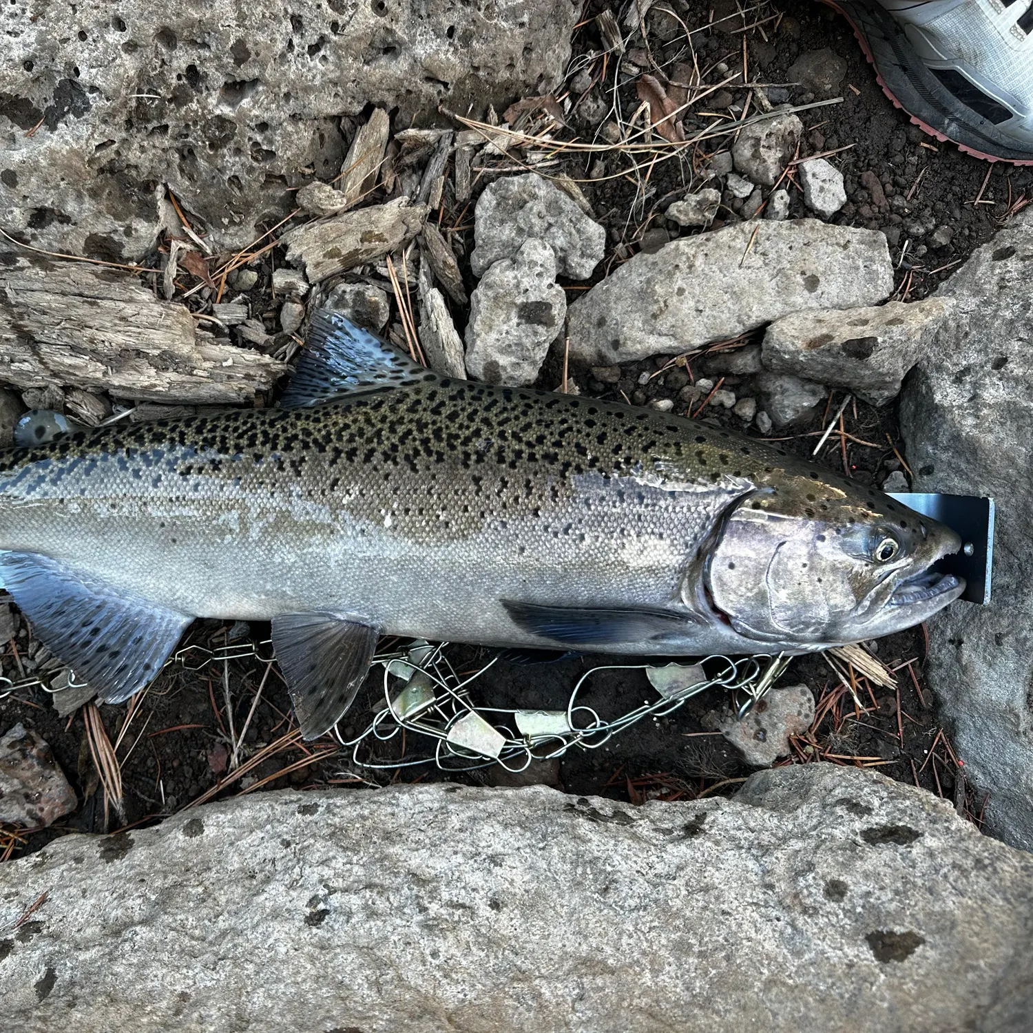 Chinook salmon caught on Fishbrain