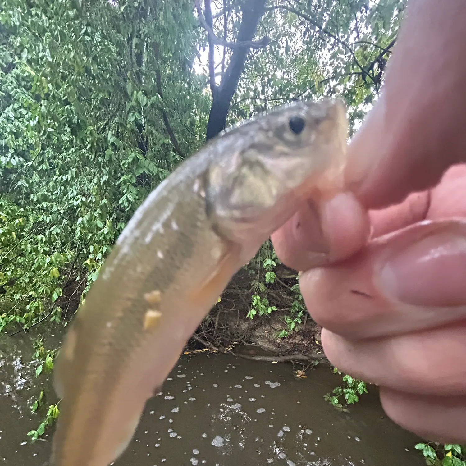 Creek chub caught on Fishbrain
