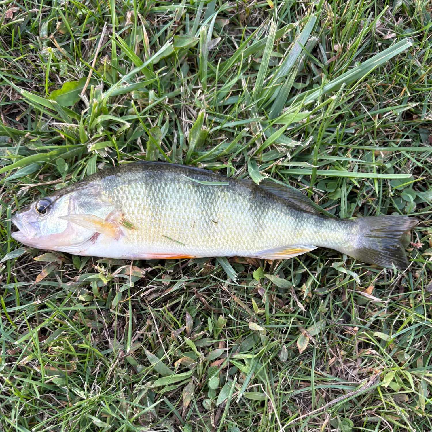 Yellow perch caught on Fishbrain