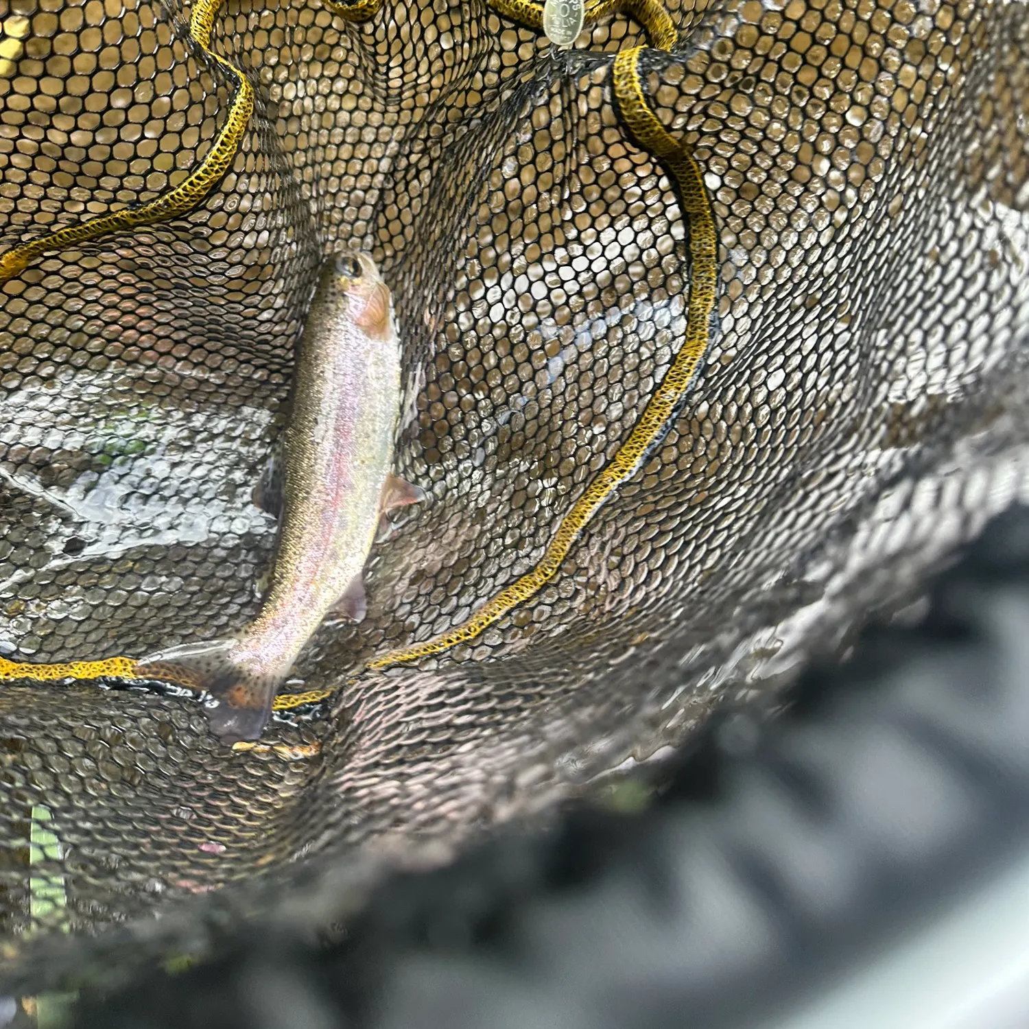 Rainbow trout caught on Fishbrain