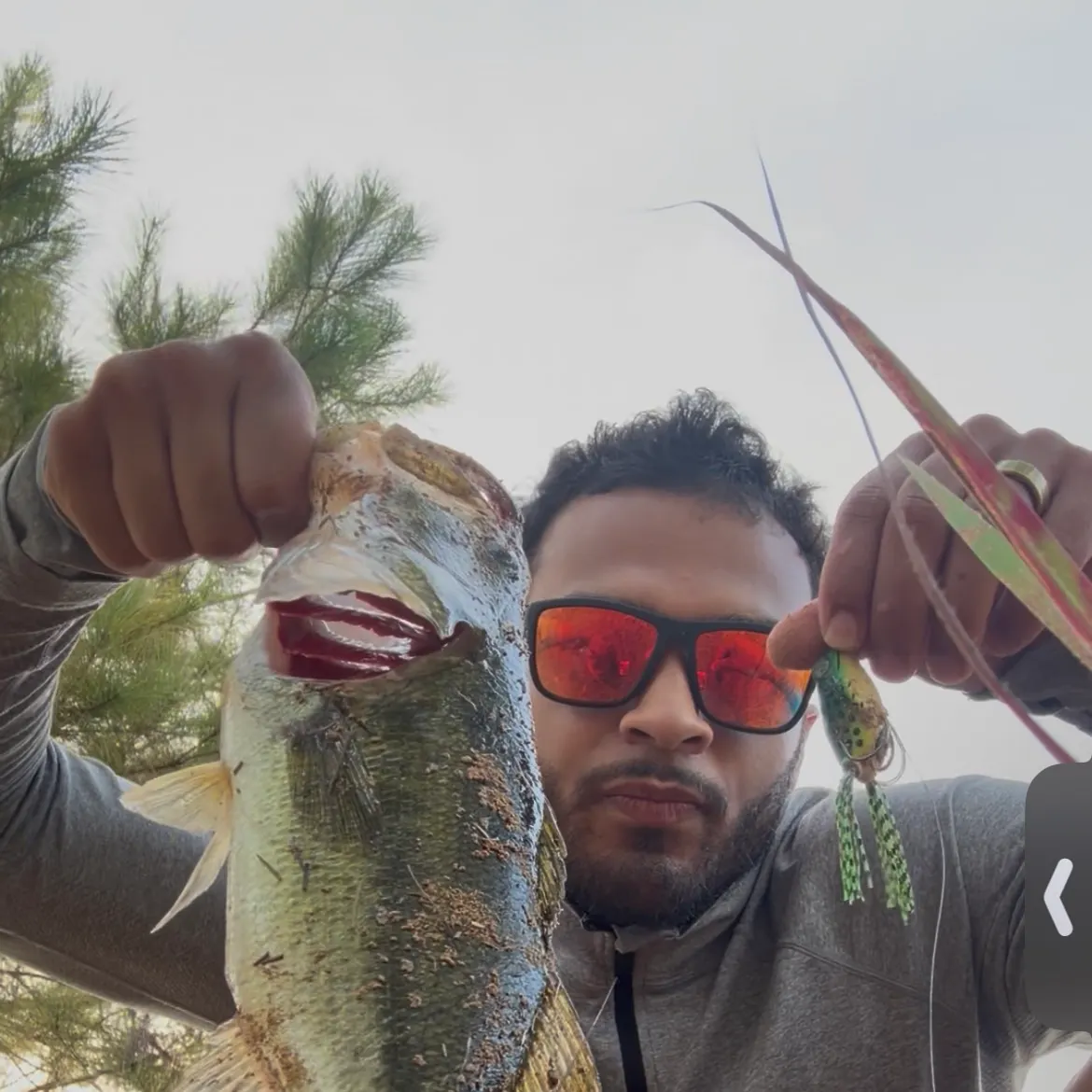 Largemouth bass caught on Fishbrain