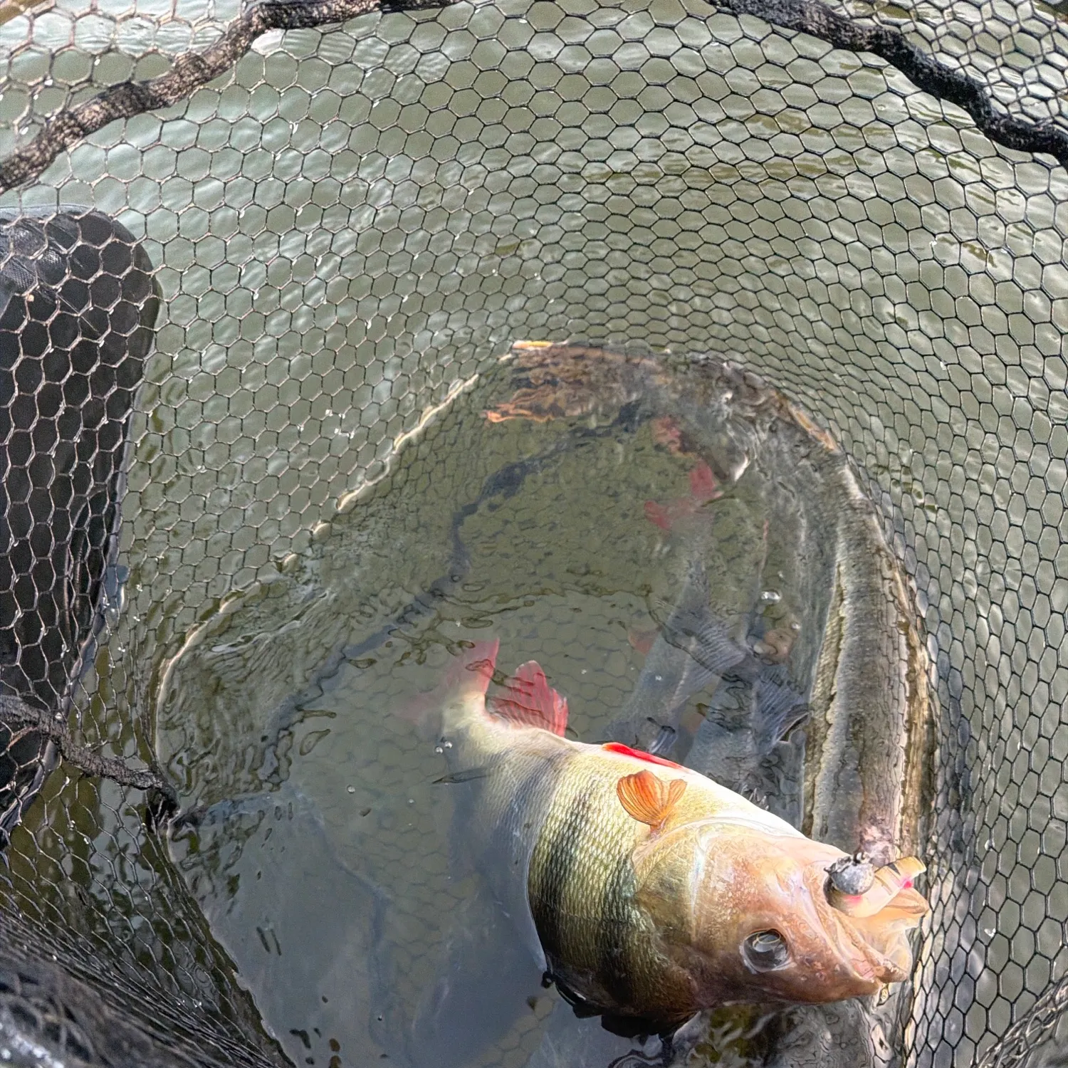European perch caught on Fishbrain