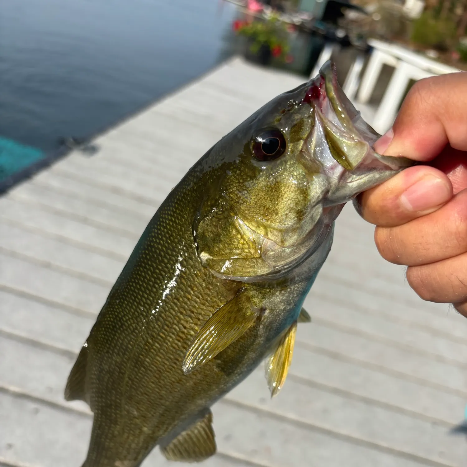 Smallmouth bass caught on Fishbrain