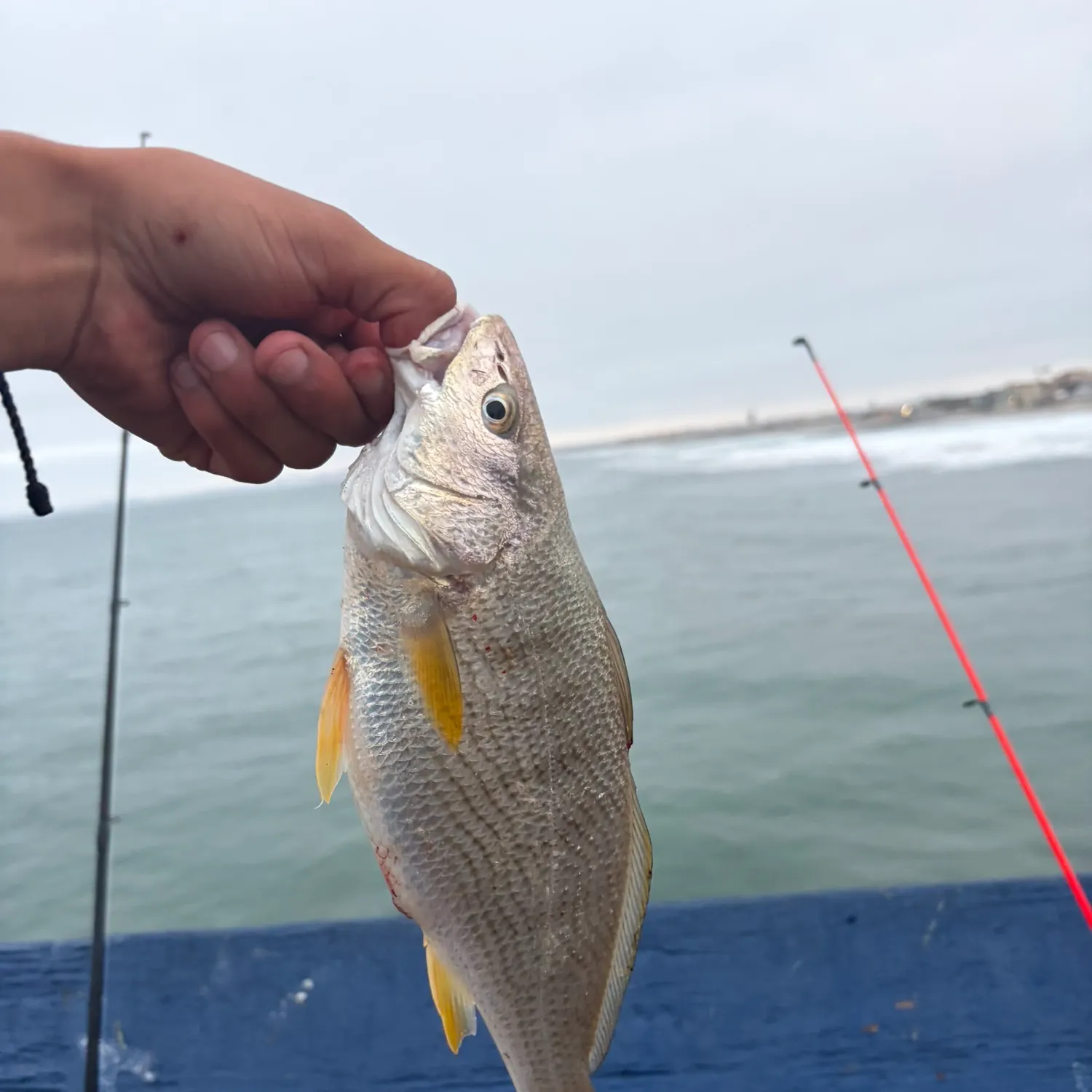 The most recent Yellowfin croaker catches on Fishbrain
