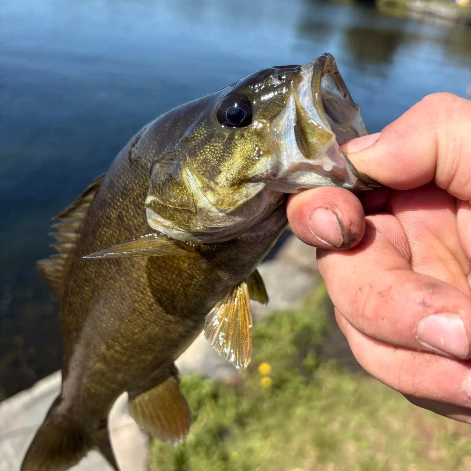Smallmouth bass caught on Fishbrain