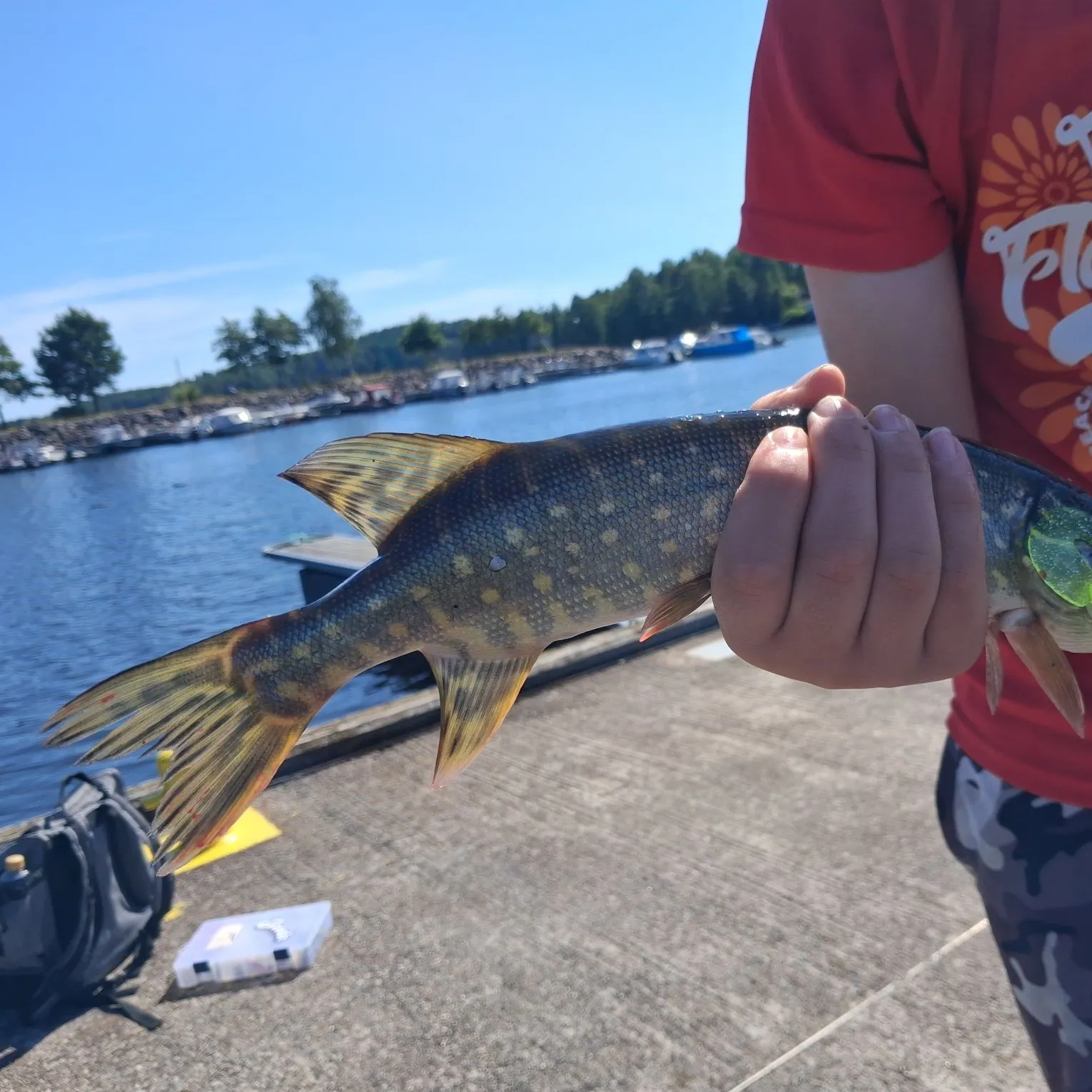 Northern pike caught on Fishbrain