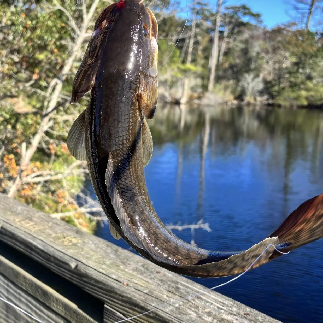 The most recent European eel catches on Fishbrain