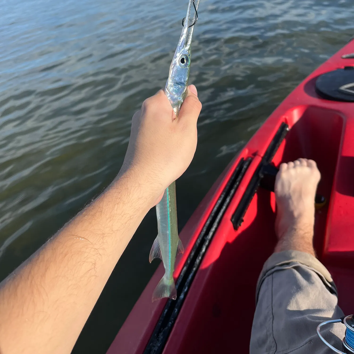 The most recent Flat needlefish catches on Fishbrain