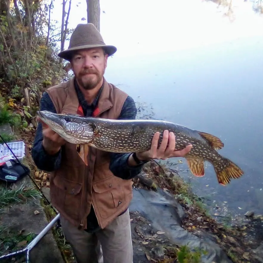 Northern pike caught on Fishbrain