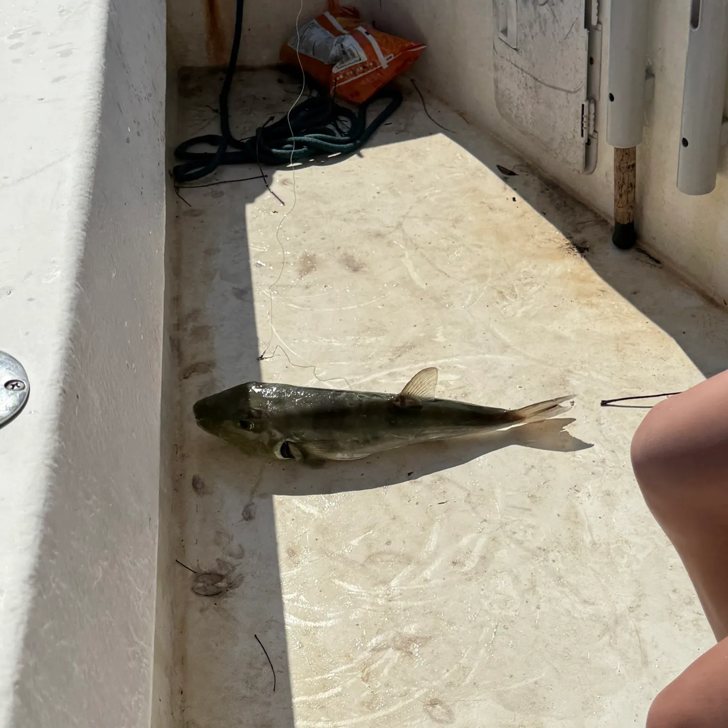 The most recent White-spotted puffer catches on Fishbrain