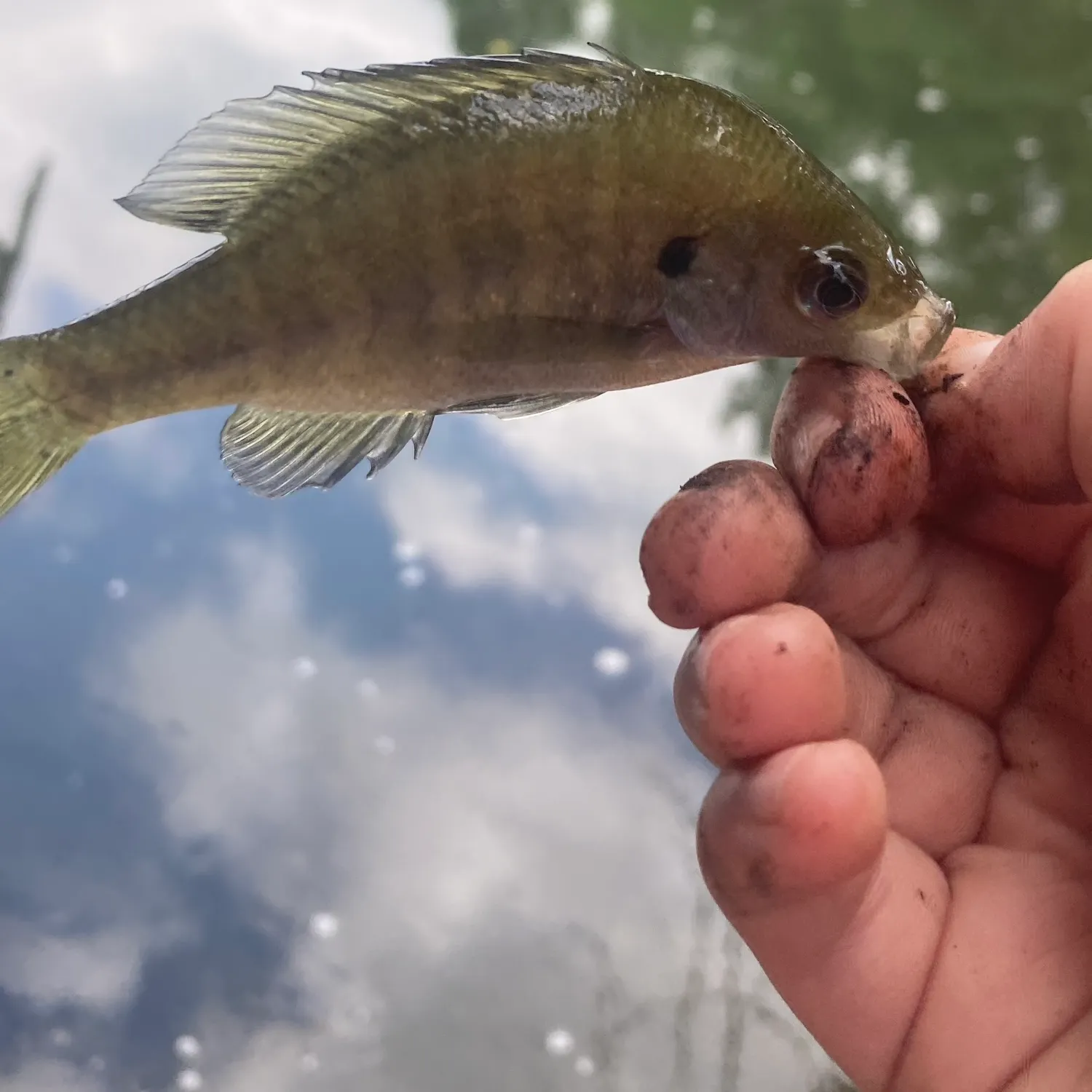 Bluegill caught on Fishbrain