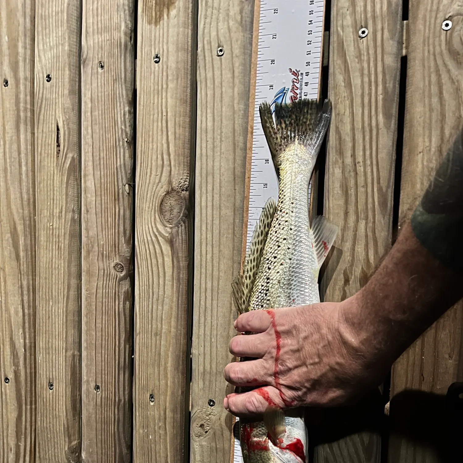 Spotted seatrout caught on Fishbrain