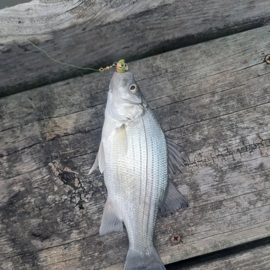 White bass caught on Fishbrain
