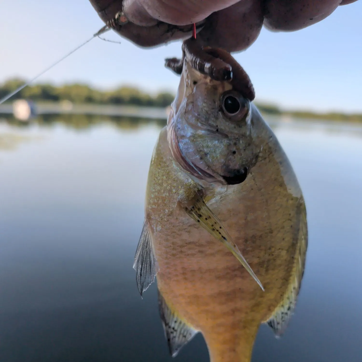 Bluegill caught on Fishbrain
